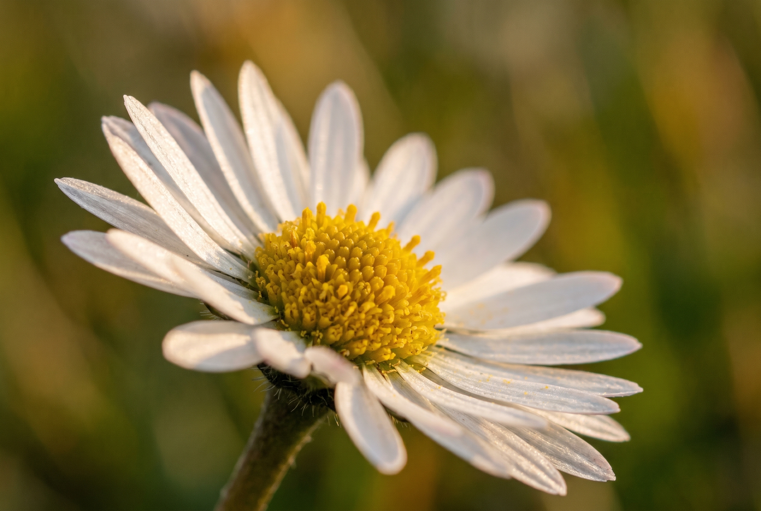 Gros plan macro d'une pâquerette sauvage Bellis perennis illustrant la précision de mise au point possible avec une bonnette macro de qualité.