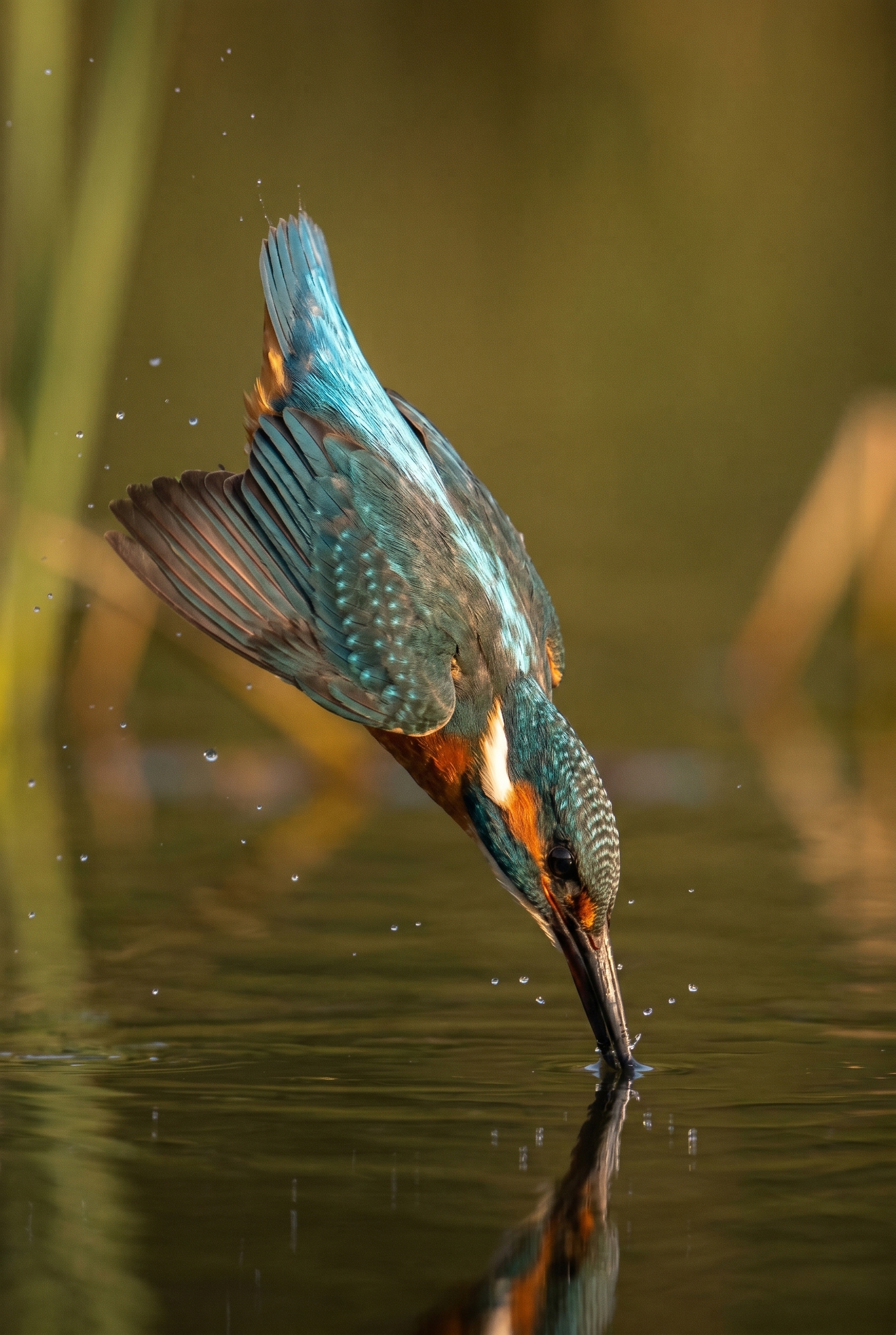 Martin-pêcheur d'Europe plongeant dans l'eau, saisi au Canon EOS R5. Illustration pour calculer 64 Go combien de photos peut-on stocker en haute résolution.