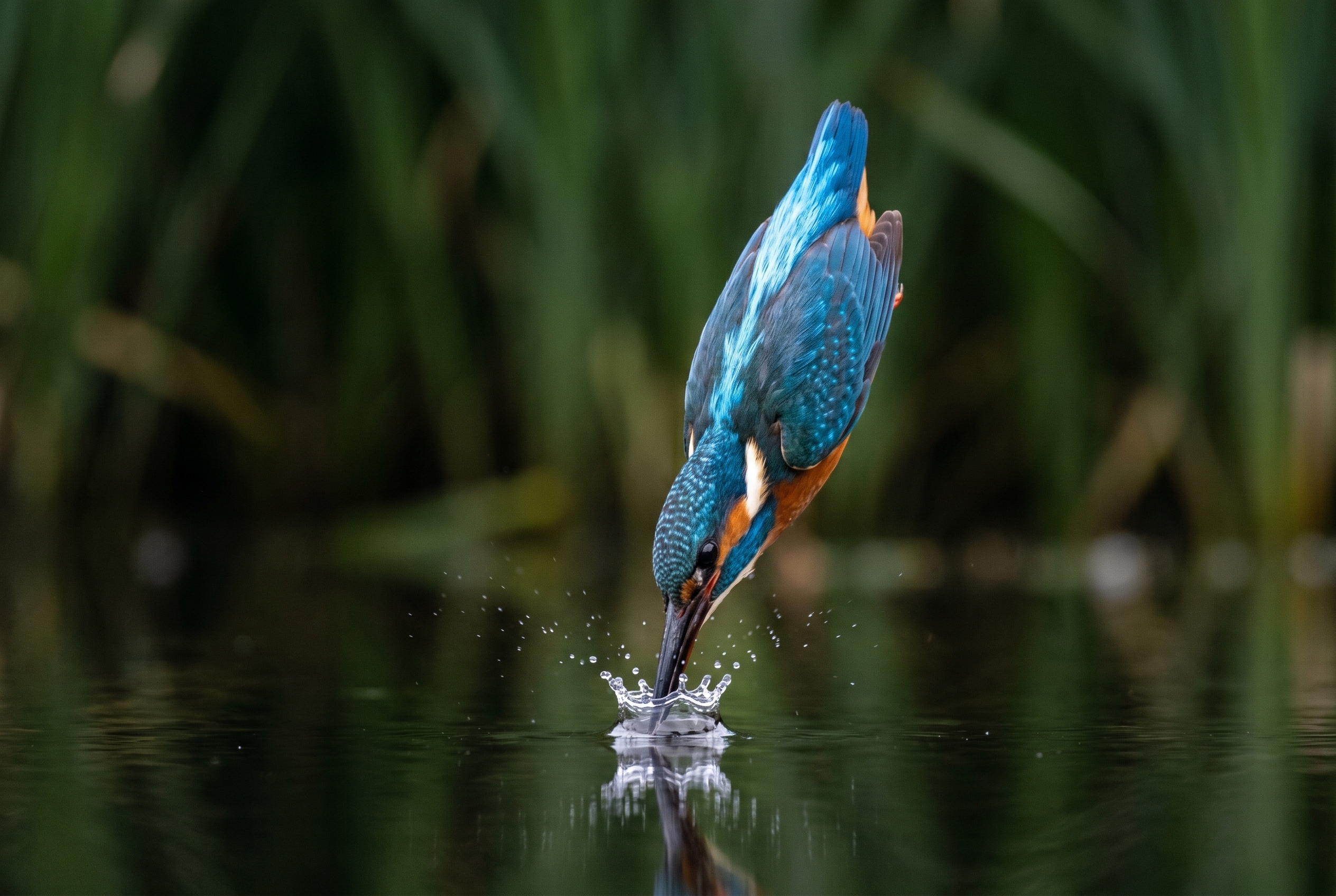 Photographie naturaliste d'un martin-pêcheur plongeant dans l'eau, illustrant le post-traitement entre Lightroom vs Lightroom Classic.