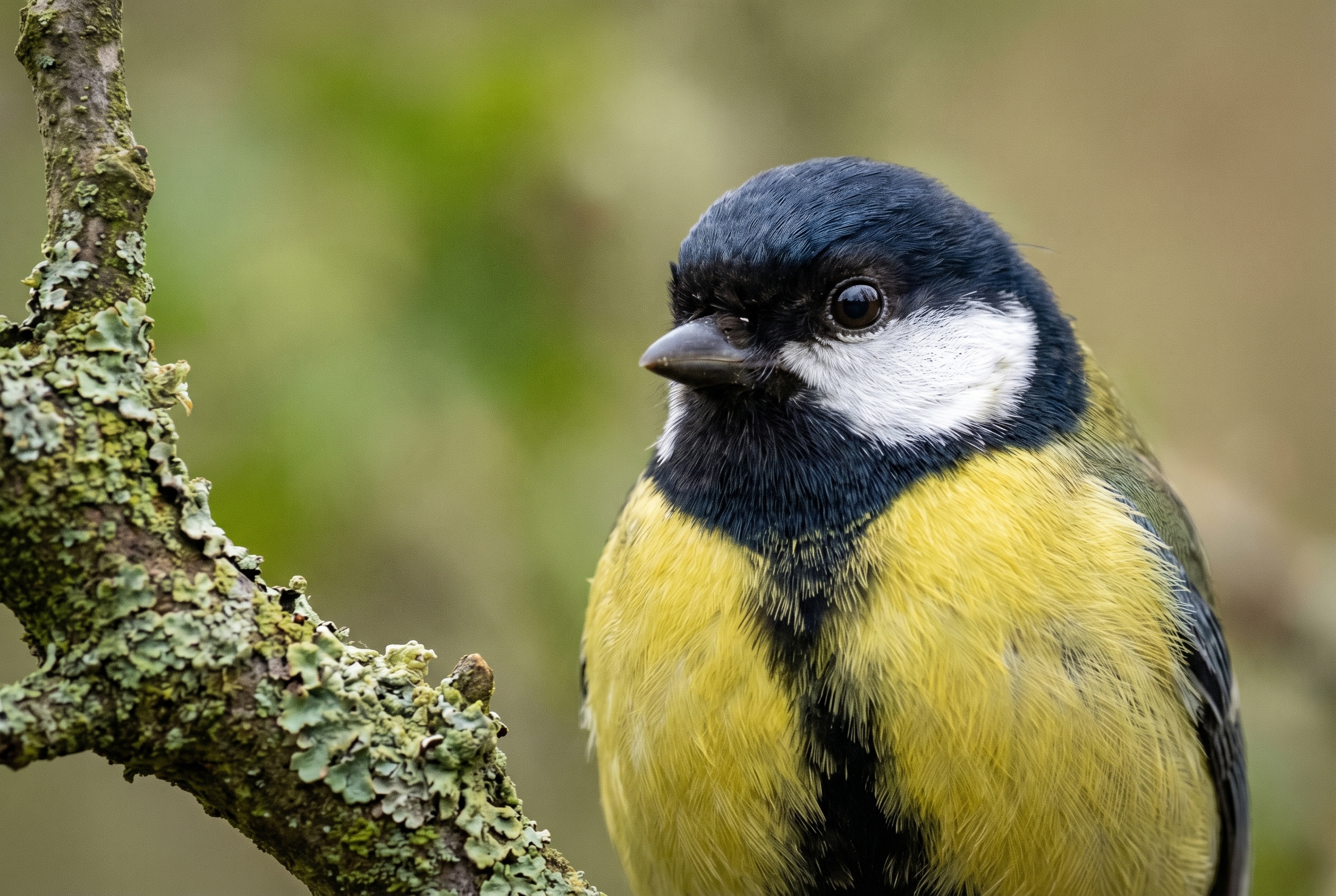 Comment photographier des oiseaux : le guide complet 19 Gros plan d'une mésange charbonnière perchée sur une branche avec mise au point nette sur l'œil, illustrant l'art de photographier des oiseaux avec précision.