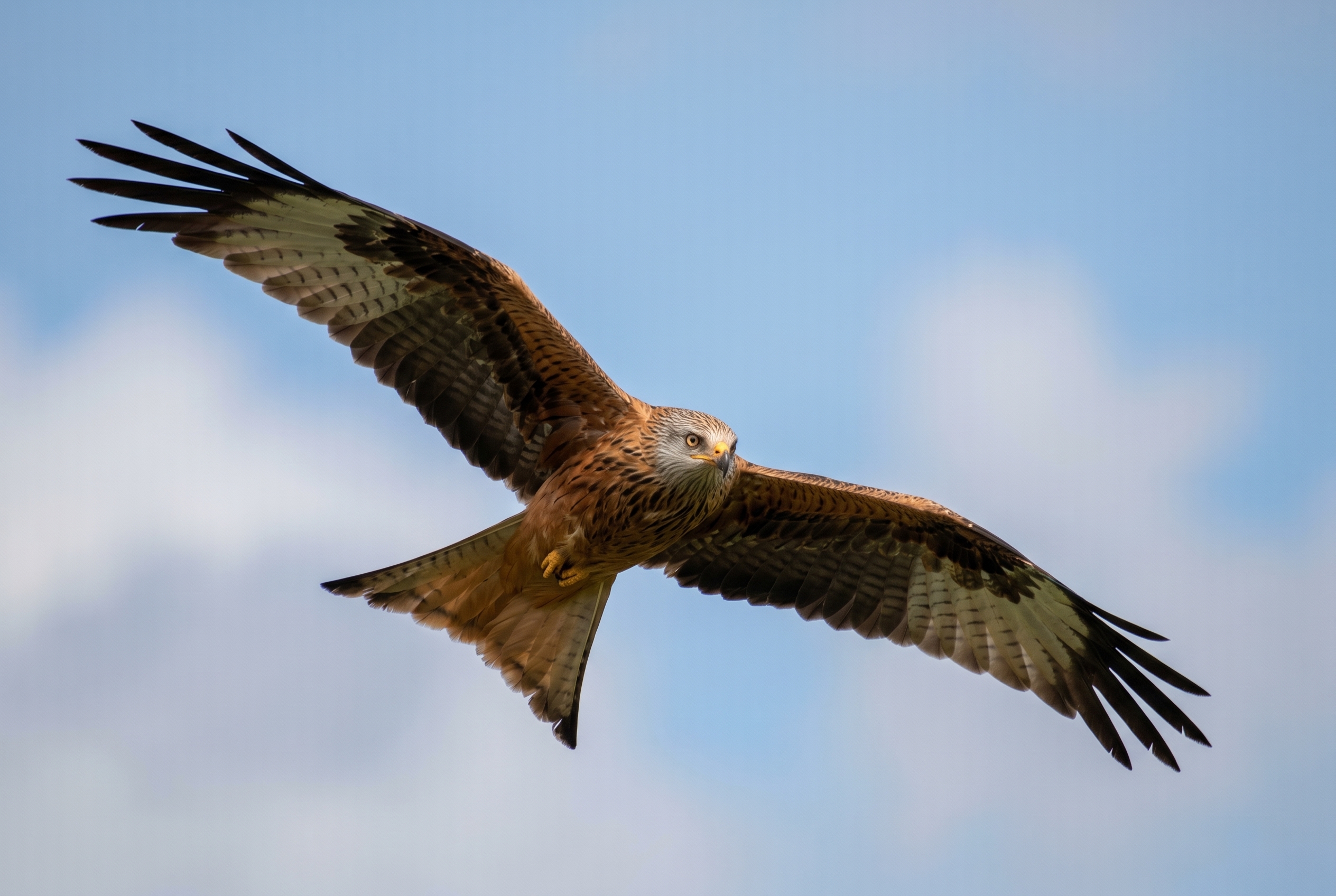 Milan royal en plein vol aux ailes déployées, illustrant la supériorité de précision d'un appareil photo ou smartphone pour la photographie animalière.