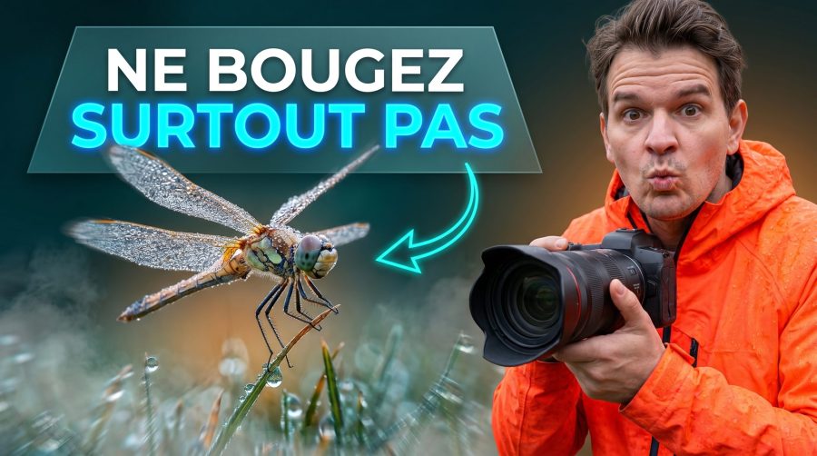 astuces-photo-macro-libellule