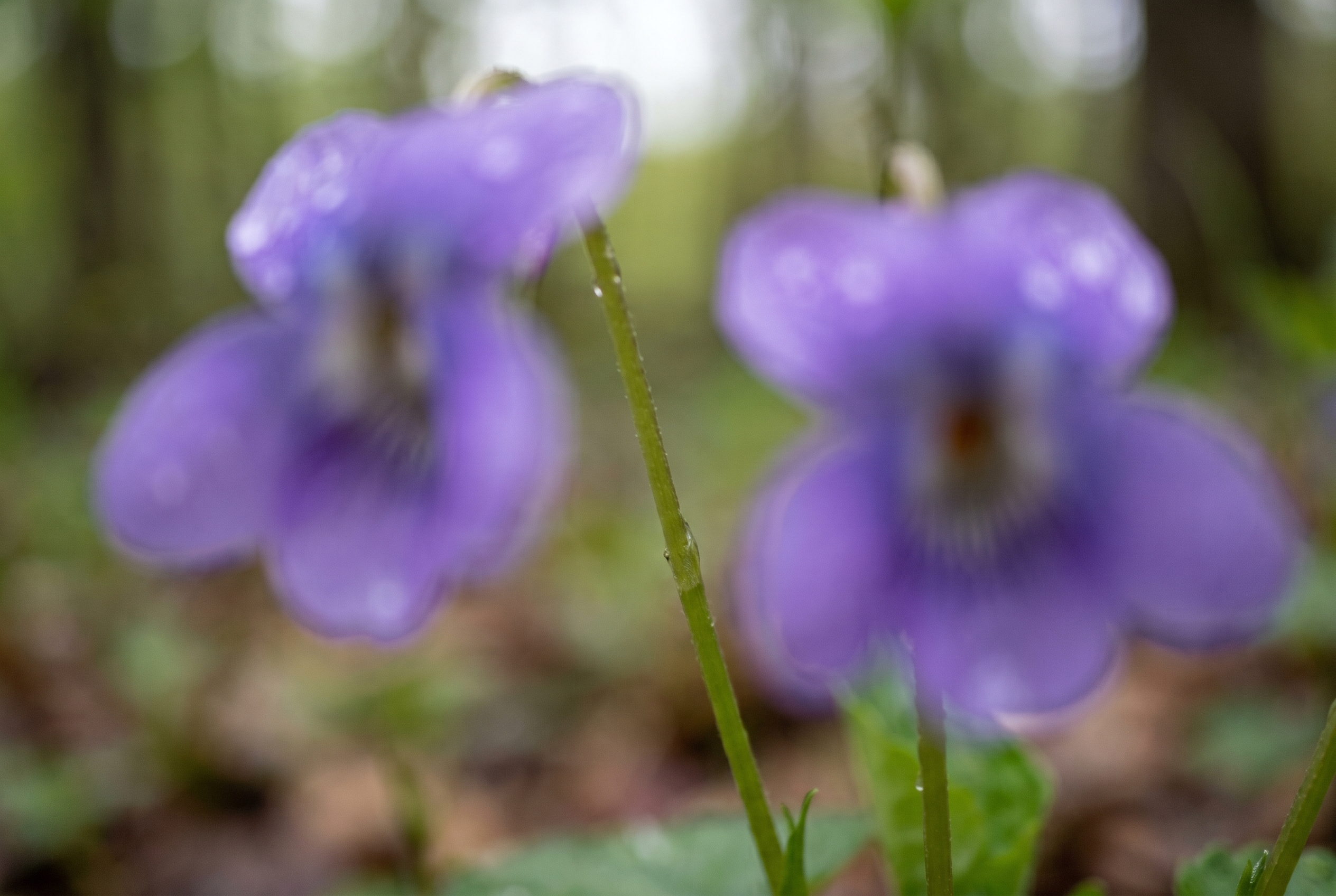 Gros plan macro d'une fleur de violette floue illustrant un problème de mise au point photo et d'autofocus.