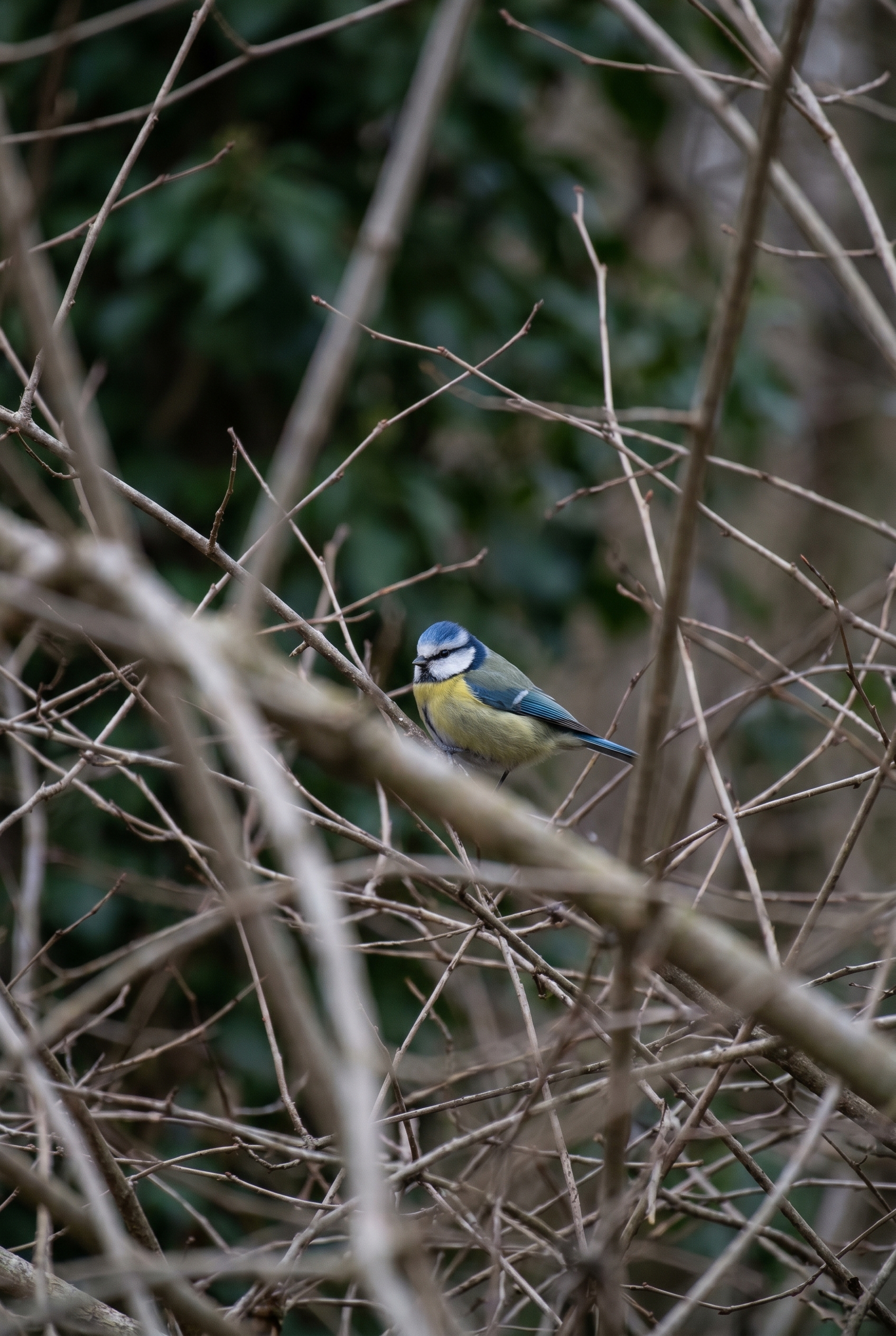 Mésange bleue nette au milieu de branches floues illustrant une mise au point photo précise en photographie animalière.