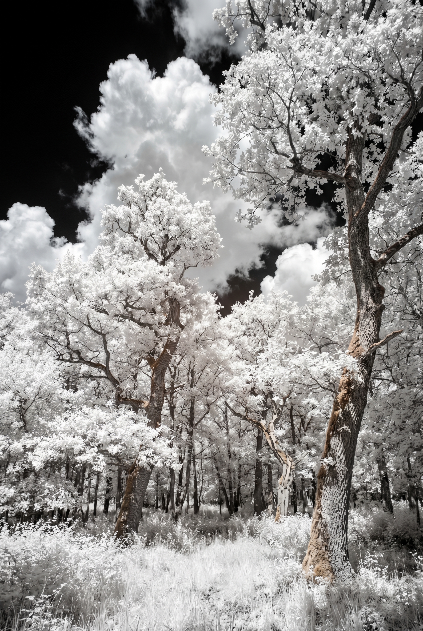 Photographie infrarouge d'une forêt française avec des arbres au feuillage blanc lumineux contrastant sur un ciel noir profond.