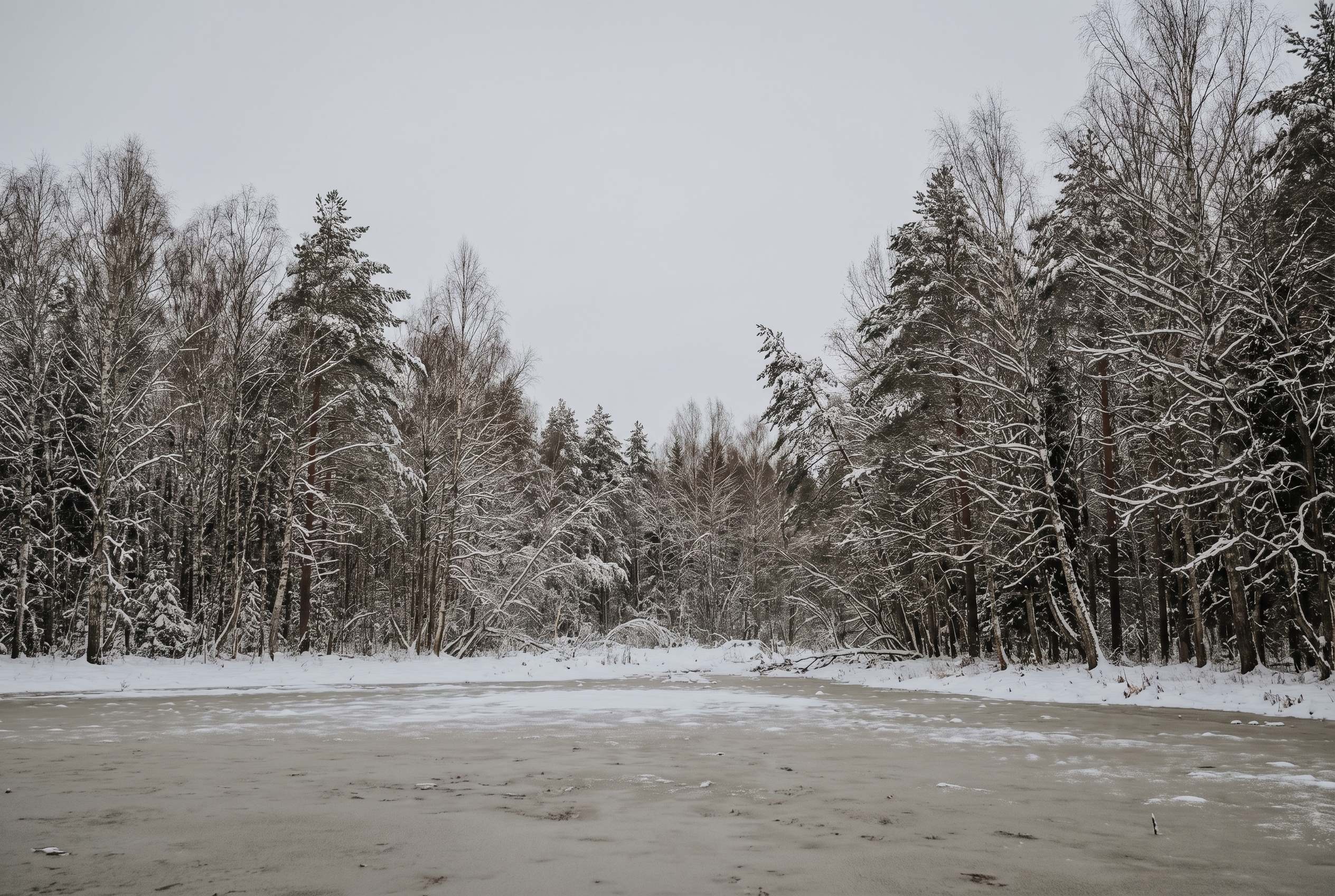 Correction d’exposition : comment l’utiliser et être créatif 24 Photographie d'une forêt enneigée où la neige apparaît grise et terne à cause d'une erreur de mesure de l'appareil, illustrant le besoin de correction d'exposition.