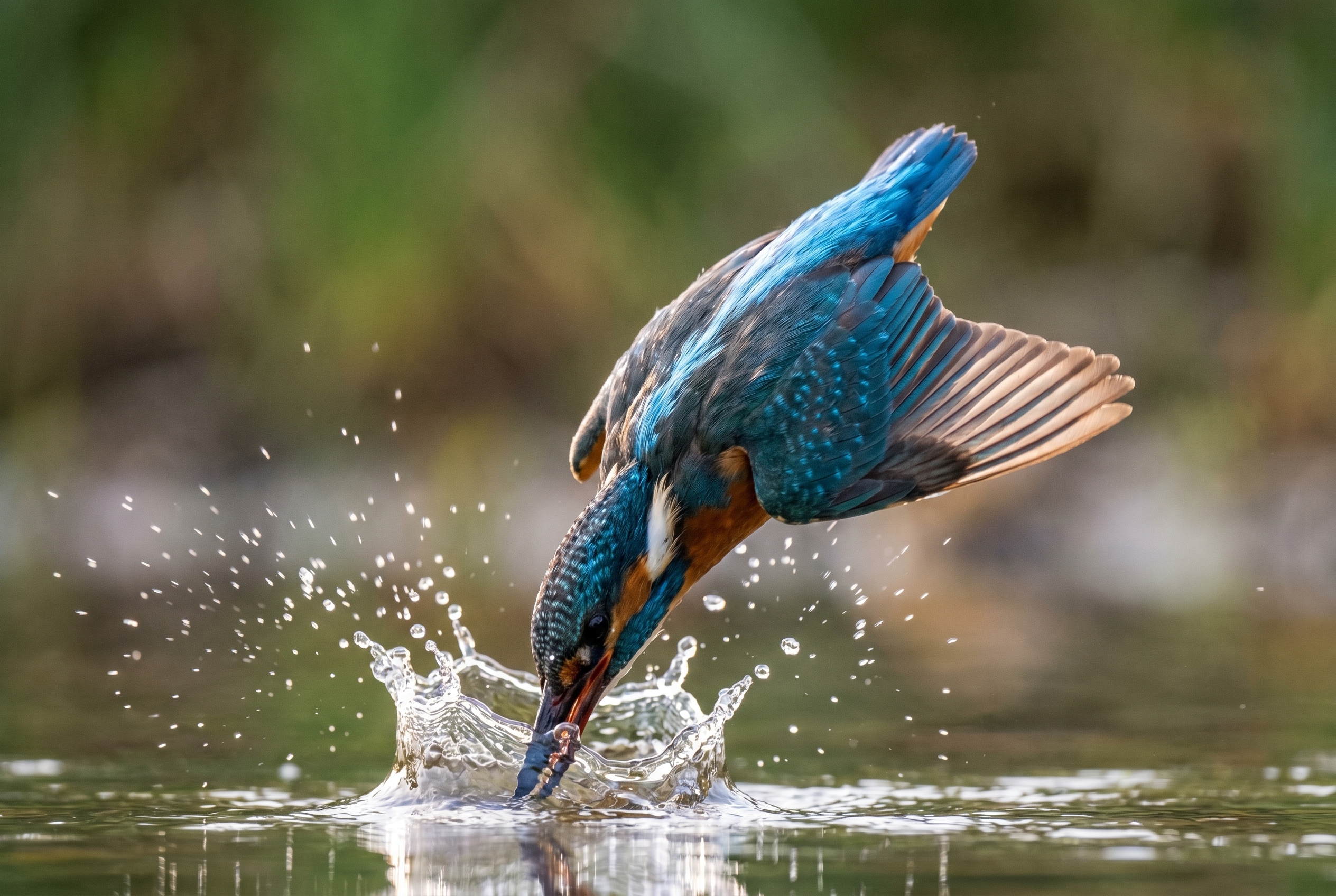Martin-pêcheur d'Europe plongeant dans l'eau, exemple de précision de la marque d'appareil photo Canon pour la photographie animalière.