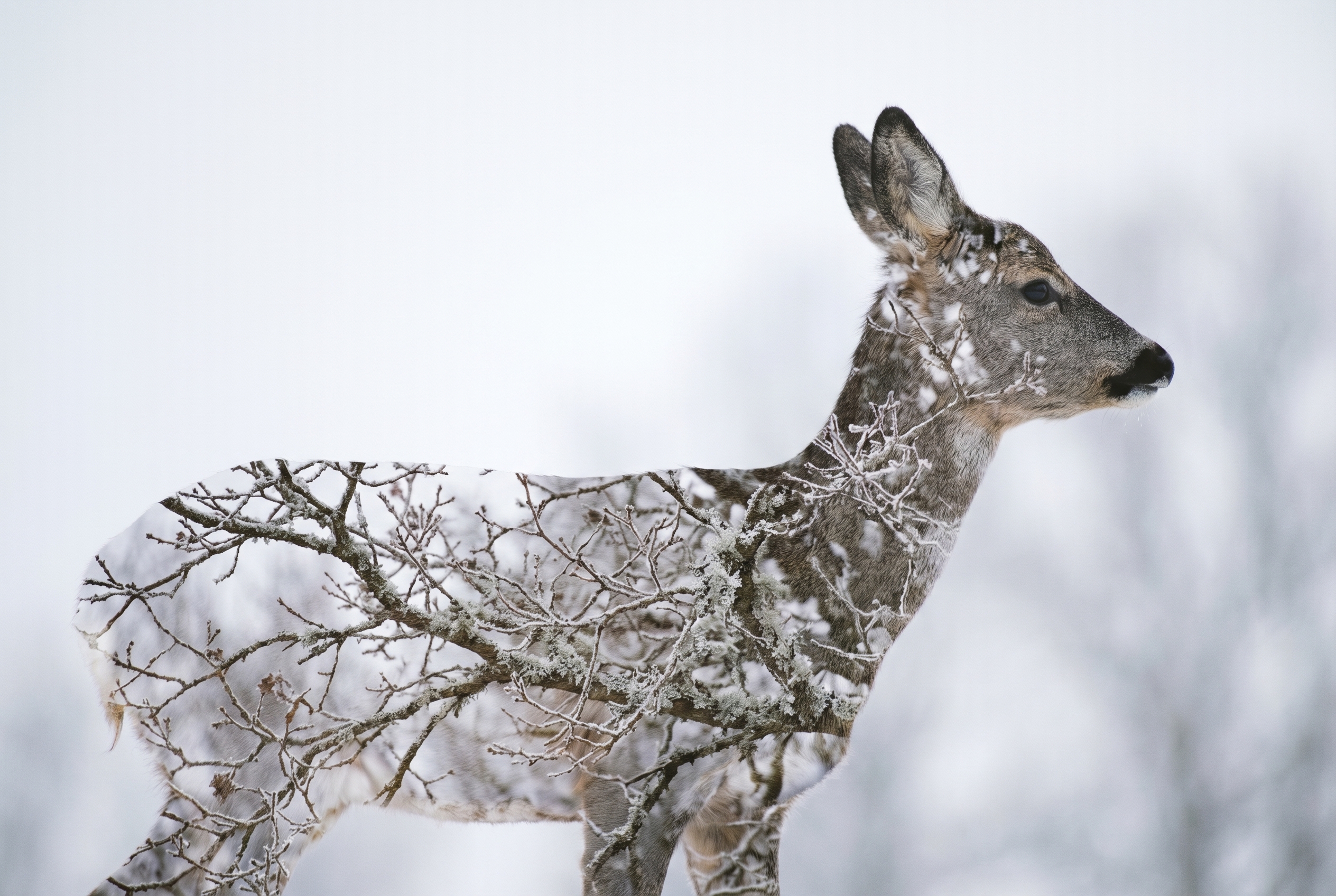 Photographie artistique en double exposition montrant la silhouette d'un chevreuil fusionnée avec des branches de chêne givrées sur un fond blanc hivernal.