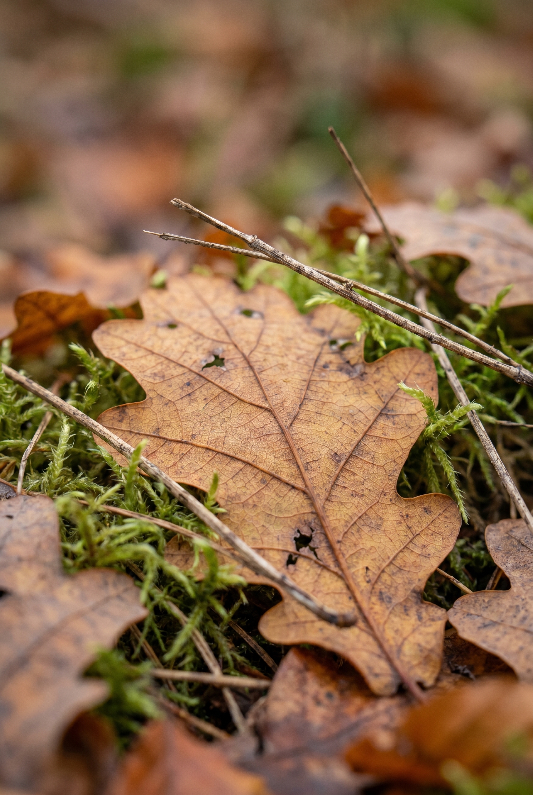 Réussir l'effet orton : le secret pour des photos de nature féeriques 22 Gros plan macro de feuilles de chêne et mousse en forêt d'automne pour un tutoriel sur l'effet Orton.