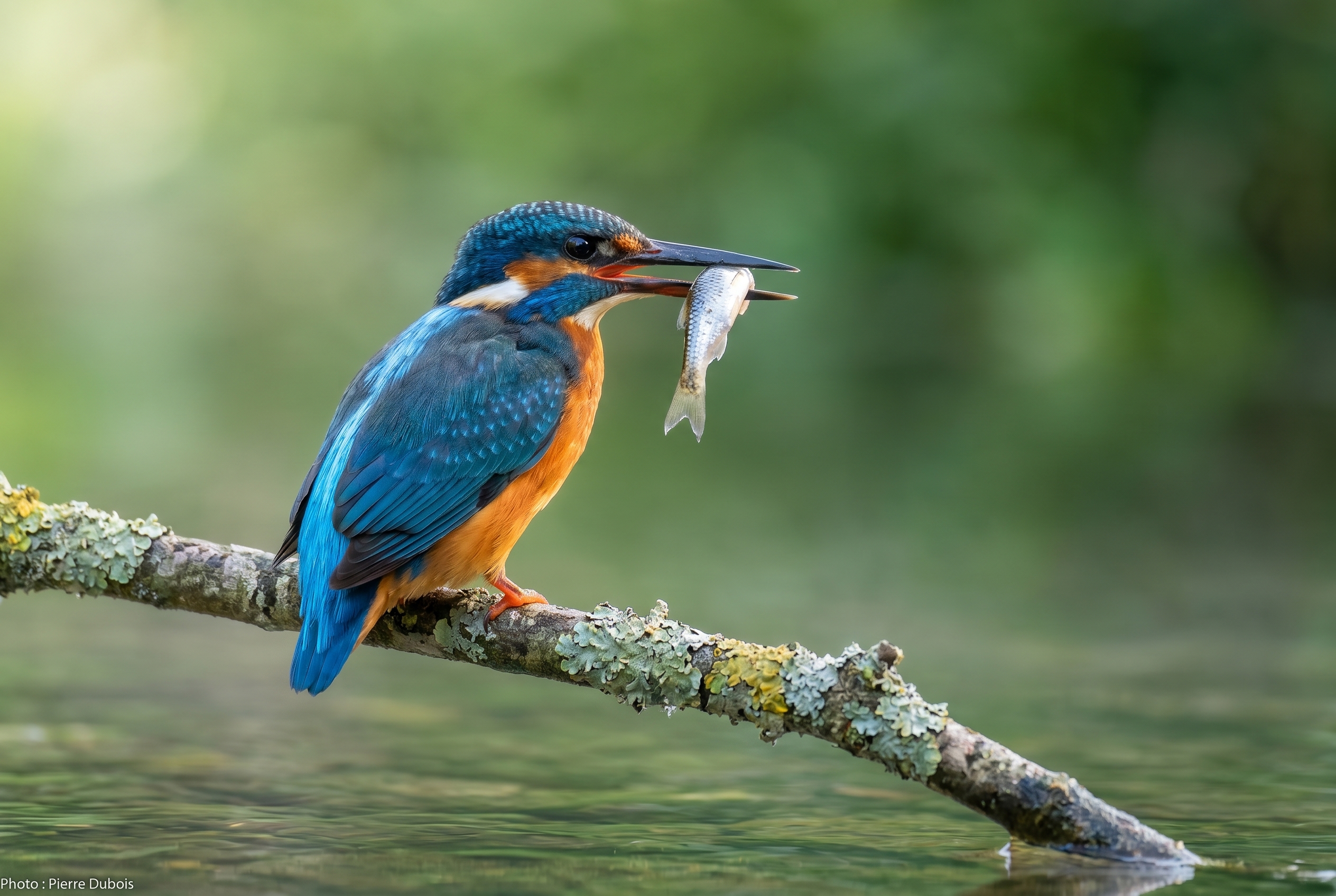 Salaire photographe animalier : combien peut-on vraiment gagner ? 25 Photographie professionnelle d'un martin-pêcheur avec un poisson, illustrant le niveau d'excellence requis pour obtenir un salaire de photographe animalier.