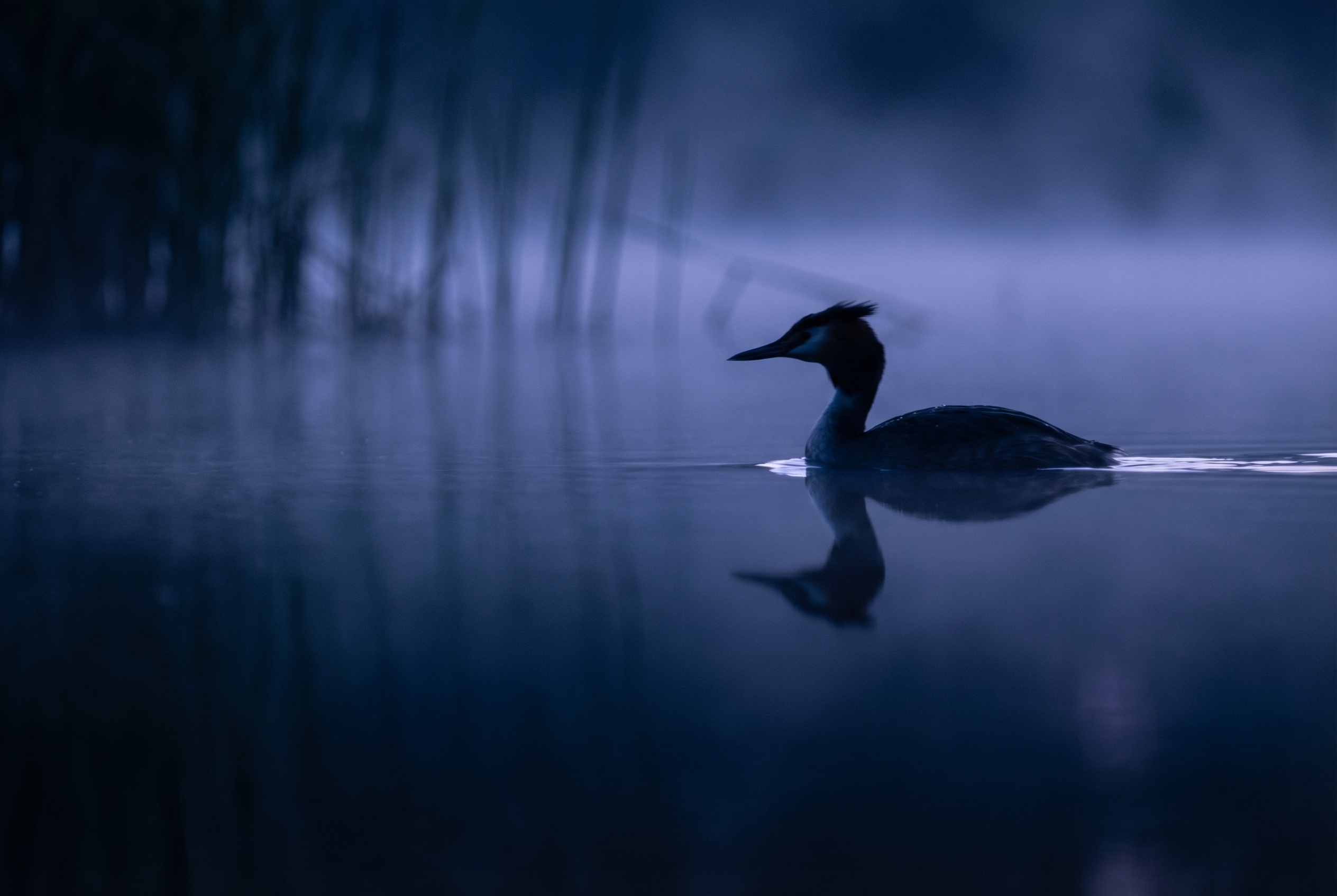 Golden-hour : comment (bien) la photographier 30 Silhouette d'un grèbe huppé avec un reflet miroir parfait sur une eau sombre et brumeuse durant l'heure bleue.