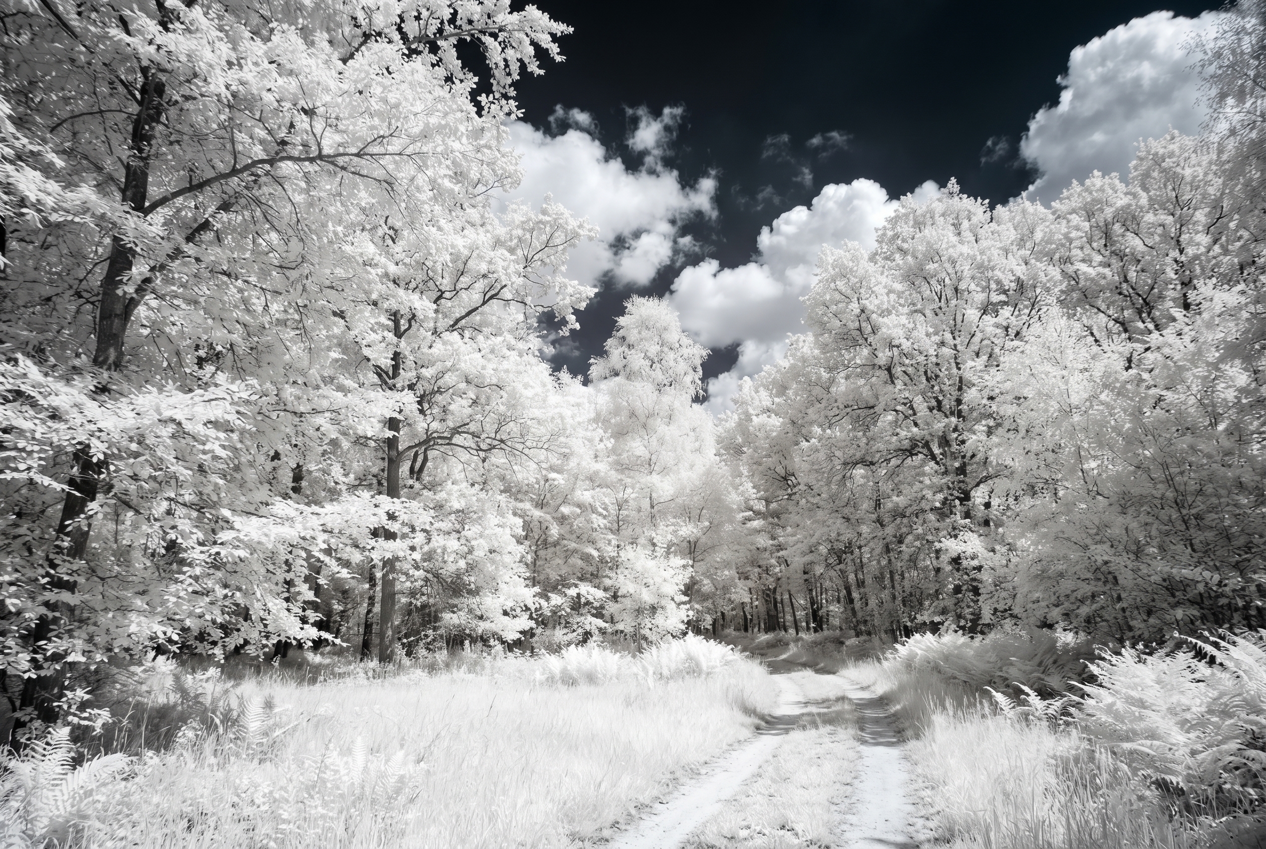 Paysage de forêt en photographie infrarouge avec arbres au feuillage blanc éclatant et ciel noir profond