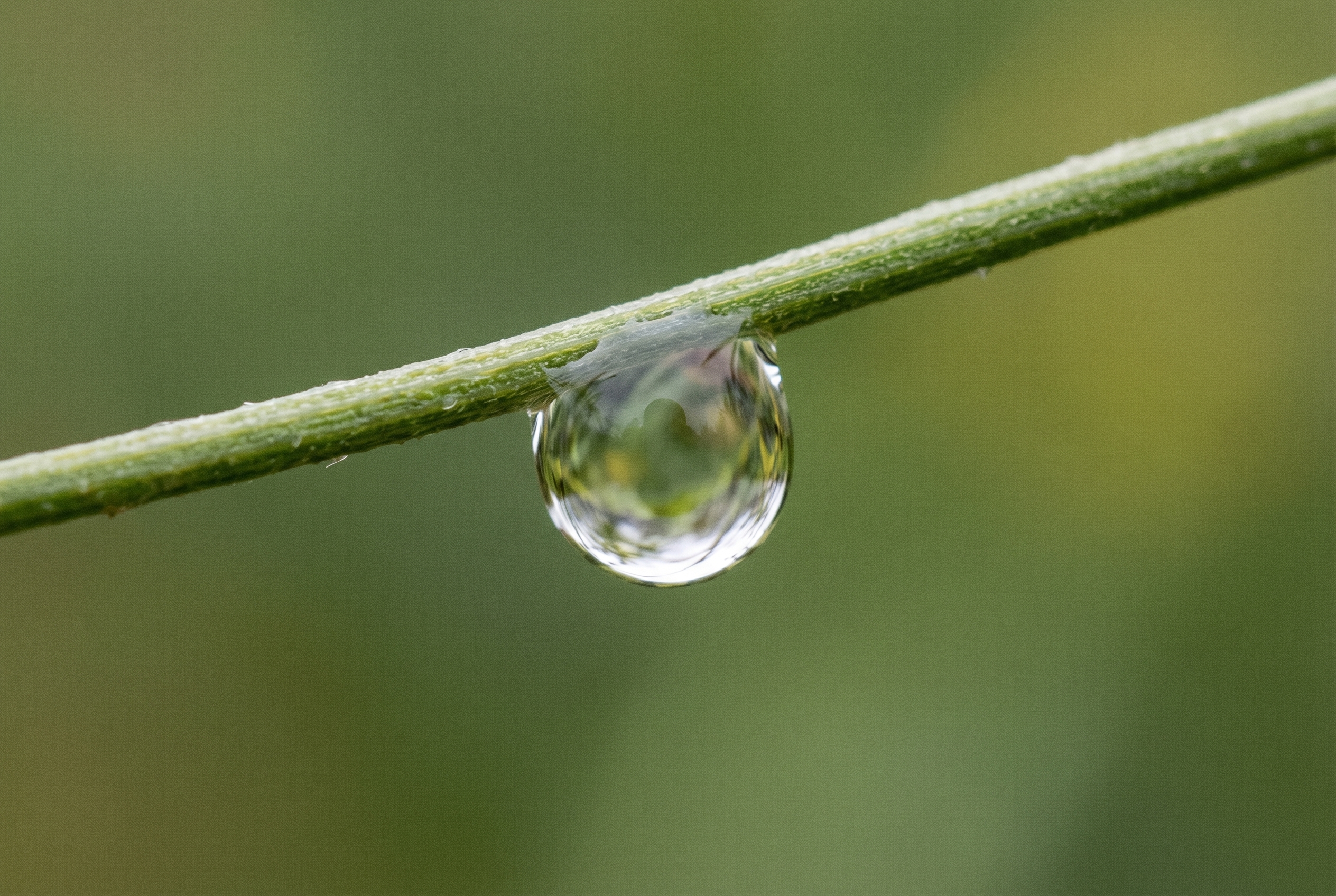 Gros plan macro d'une goutte d'eau transparente suspendue à une tige verte, illustrant la technique pour photographier une goutte d'eau avec netteté.