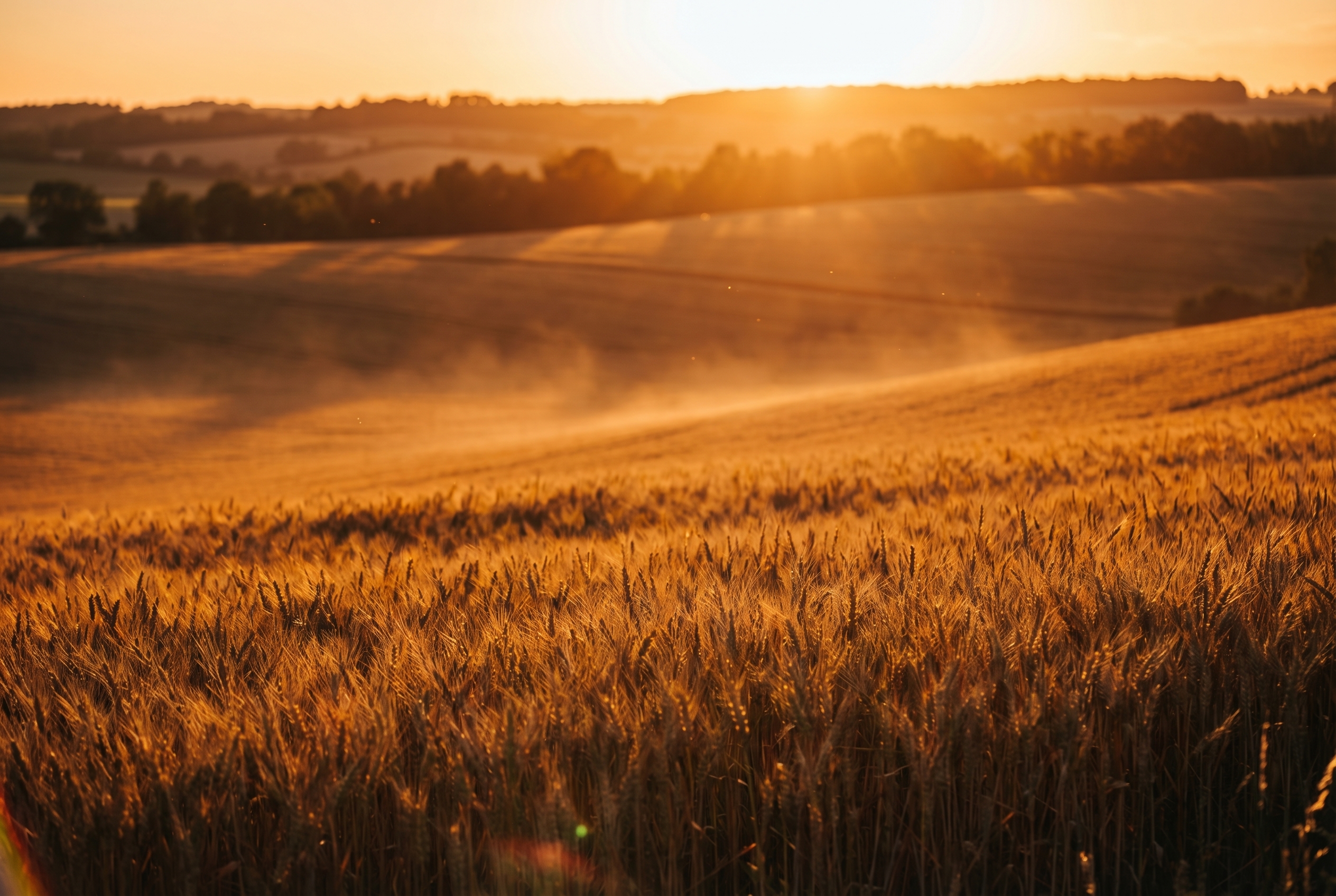 Golden-hour : comment (bien) la photographier 13 Paysage de collines et champs de blé en France baigné par la lumière chaude et orangée de l'heure dorée avec de longues ombres portées.