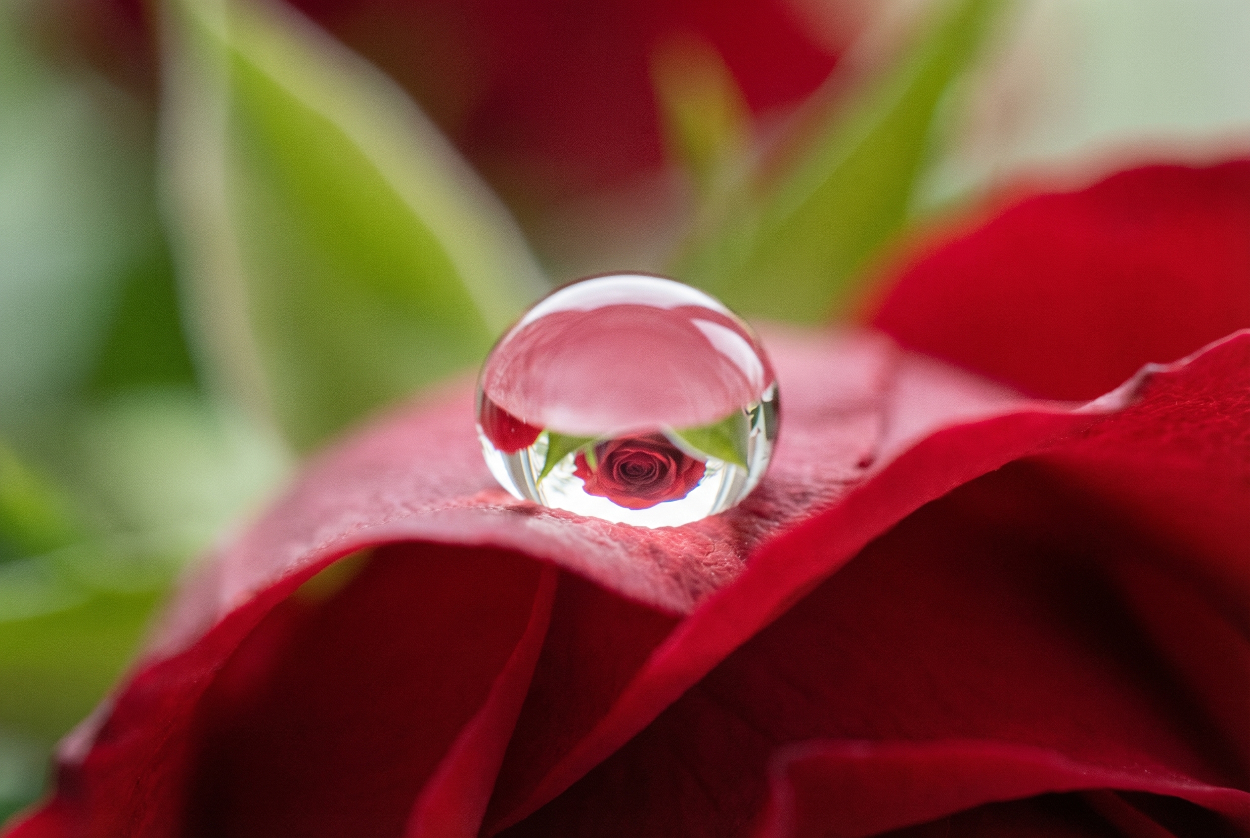 Macrophotographie d'une goutte d'eau sur un pétale de rose rouge avec reflet inversé, illustrant comment photographier une goutte d'eau avec netteté.