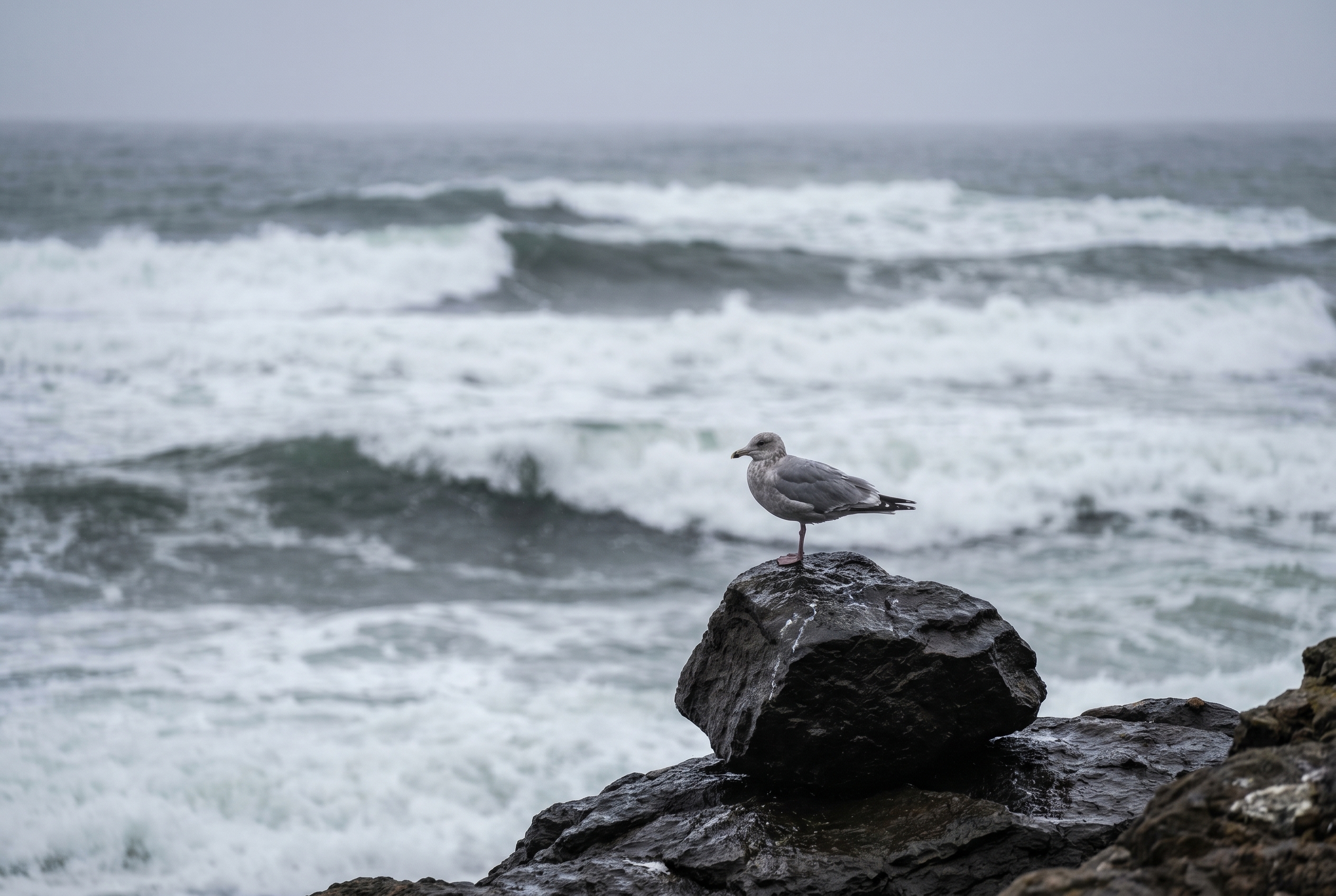 Technique pour photographier la mer : vagues de l'Atlantique compressées au téléobjectif avec un goéland argenté sur un rocher au premier plan.