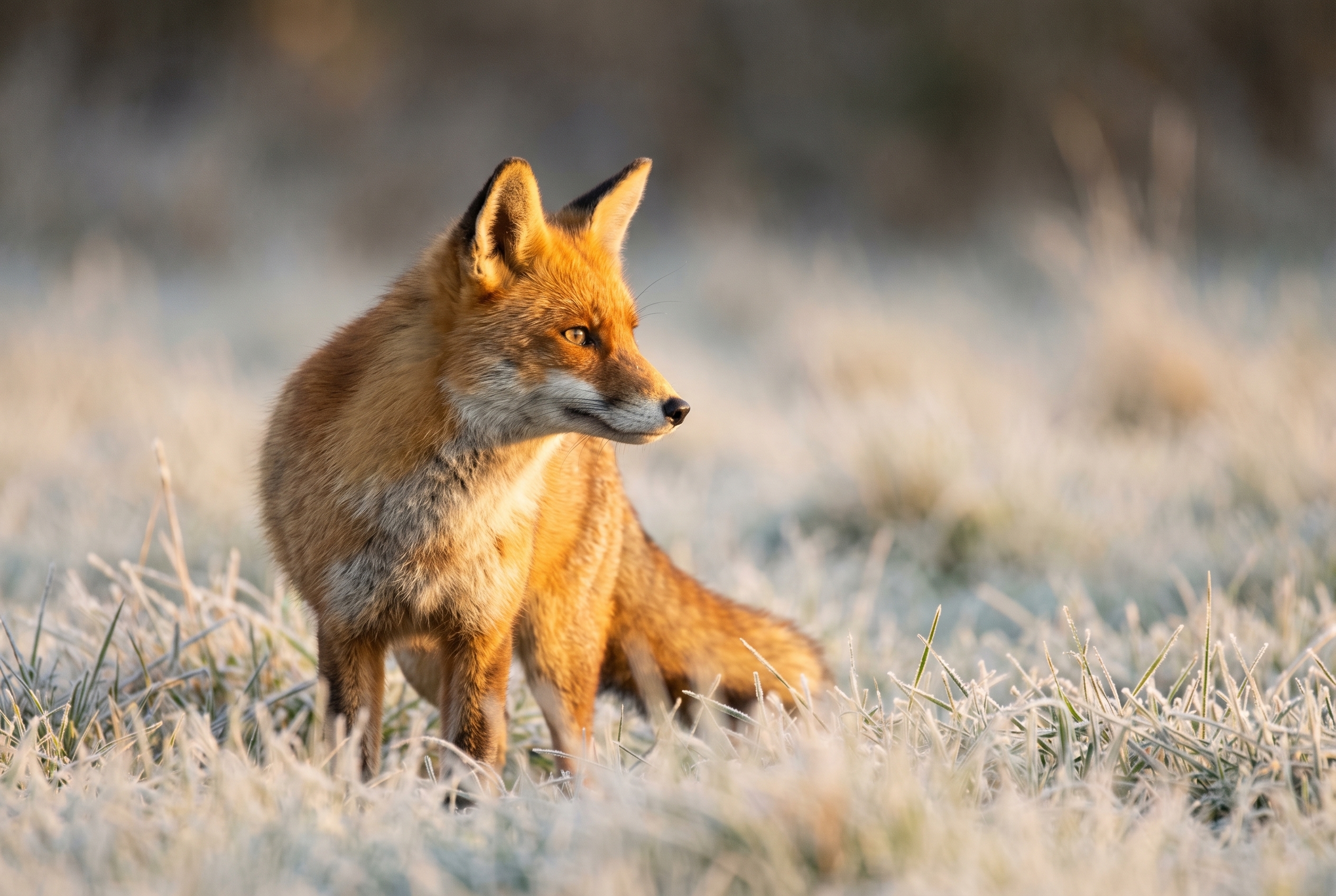 Renard roux aux aguets dans une prairie givrée au lever du soleil, mise au point précise sur l'œil ambre, illustration pour apprendre à photographier le renard.