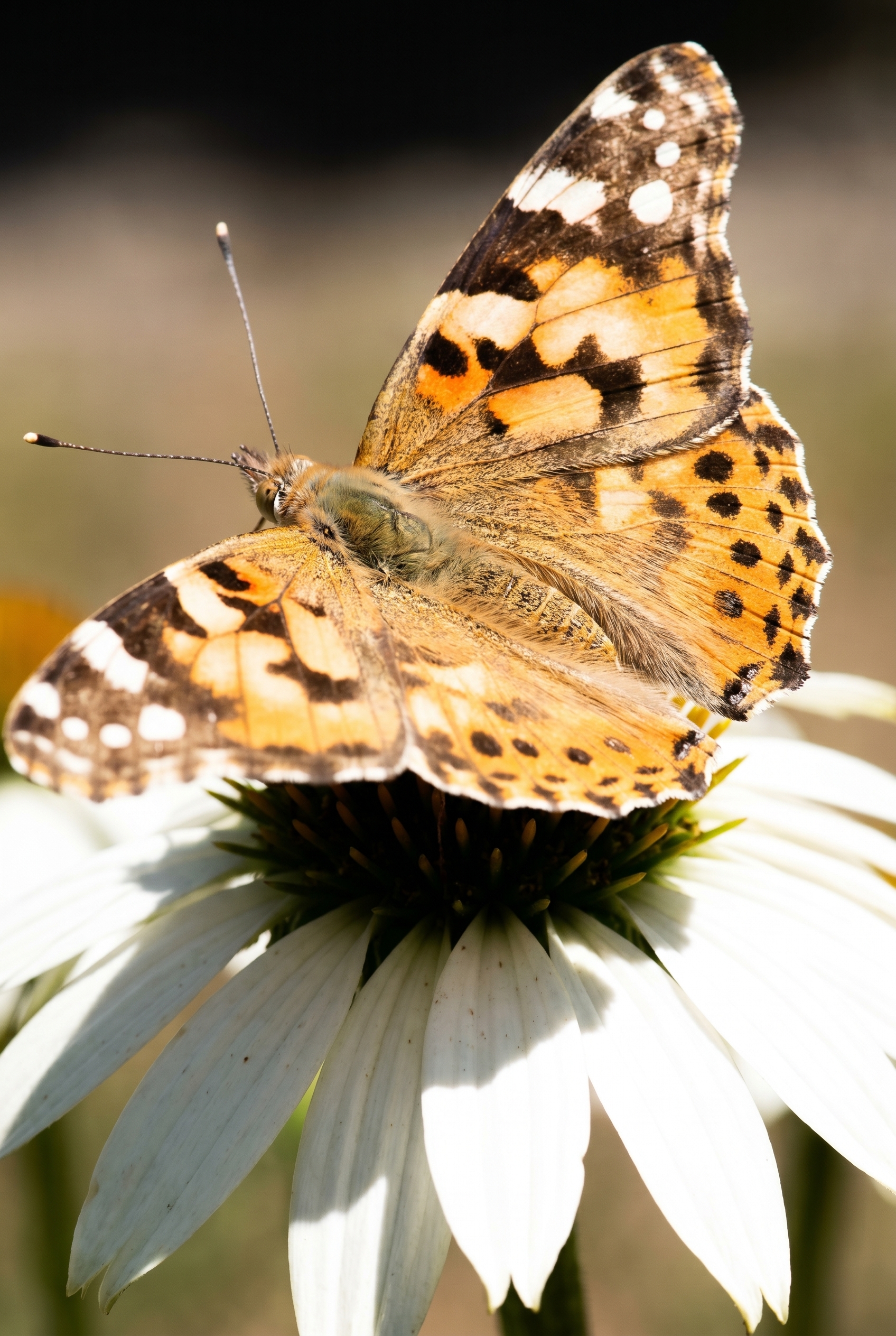 Gros plan macro d'un papillon Belle-Dame posé sur une fleur blanche sous la lumière crue de midi avec des ombres marquées.