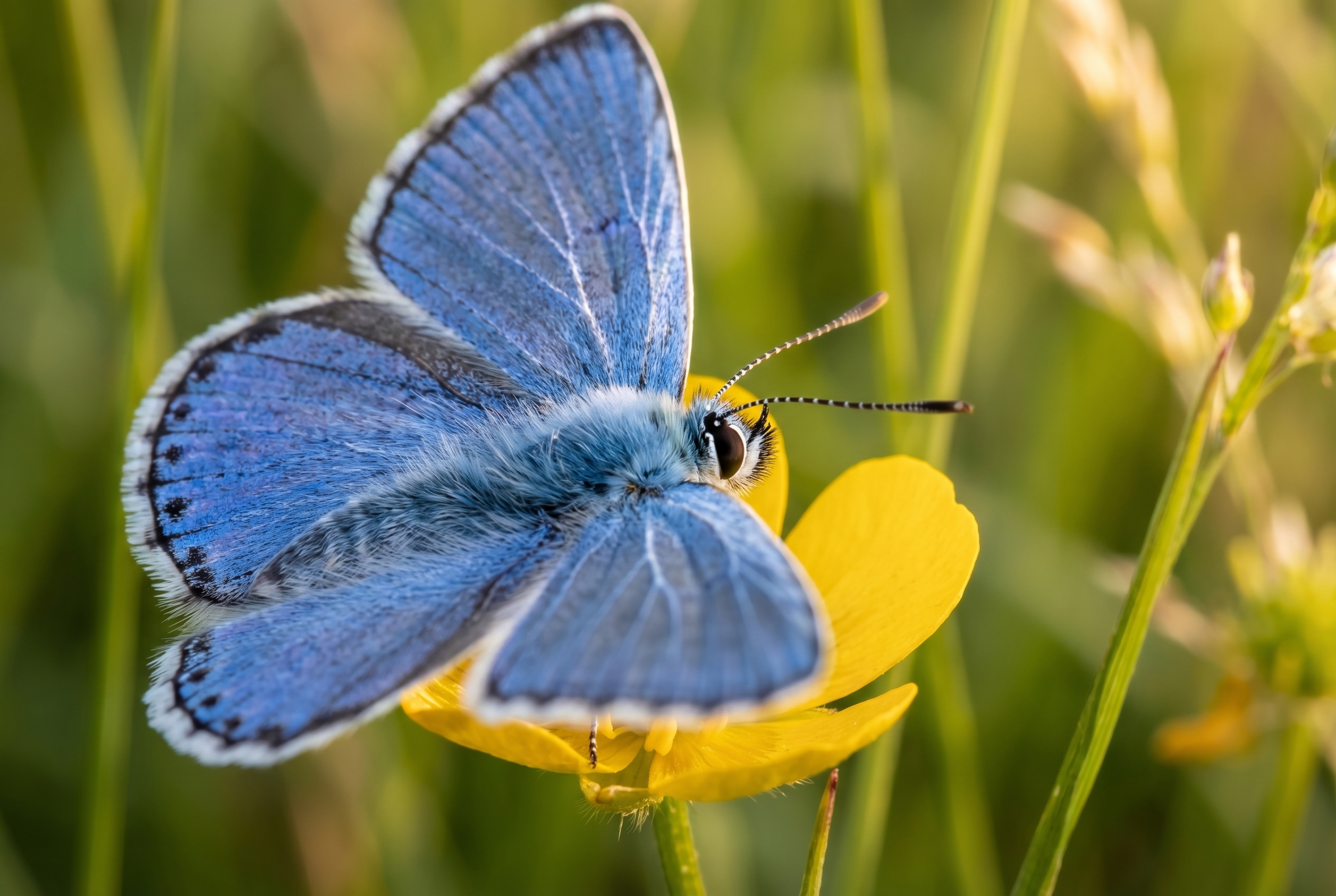 Proxiphotographie d'un papillon Azuré commun bleu aux ailes irisées posé sur une fleur de bouton d'or jaune.