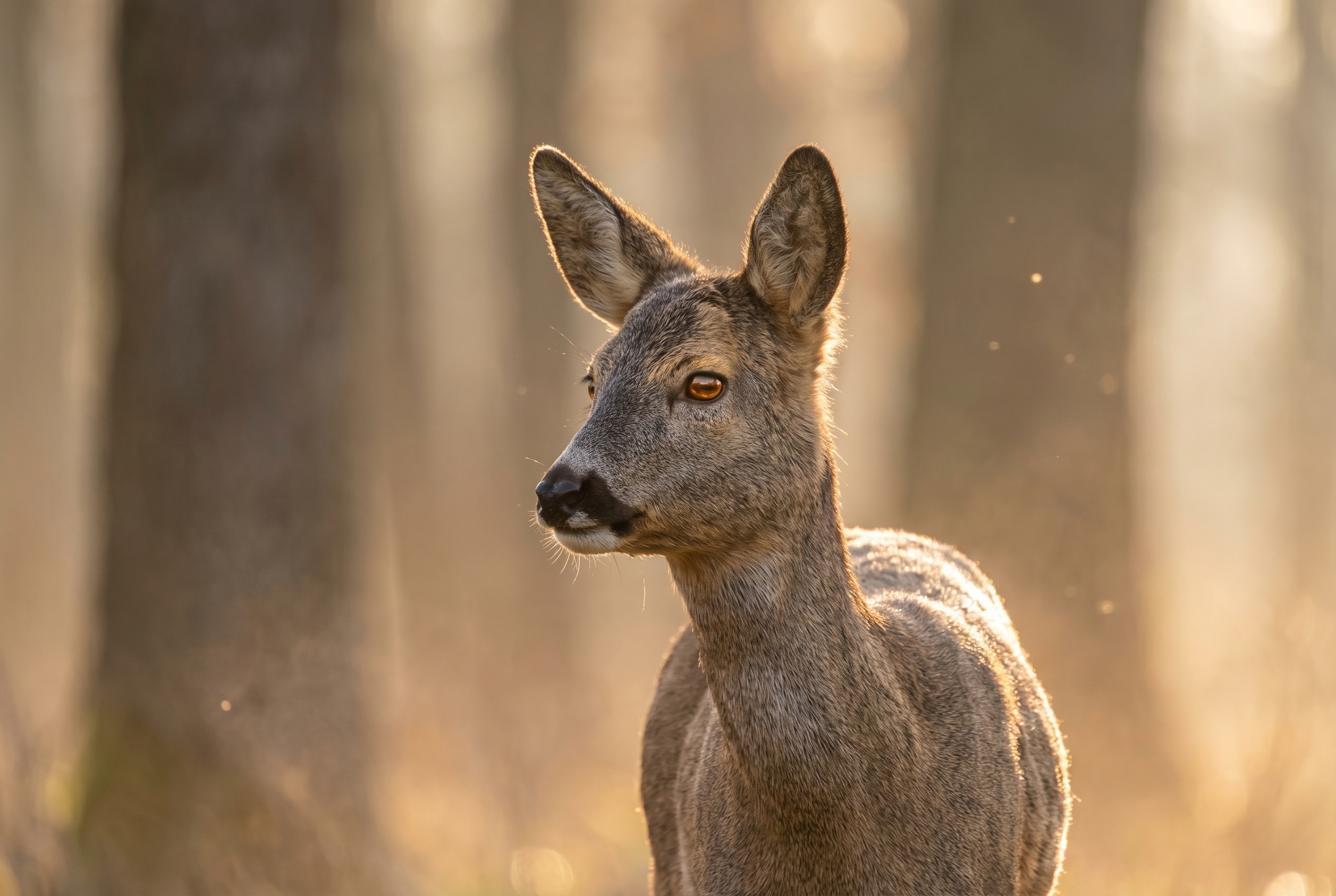 Un chevreuil (Capreolus capreolus) aux aguets à l'orée d'une forêt brumeuse au lever du soleil, illustrant l'art de photographier des animaux sauvages.