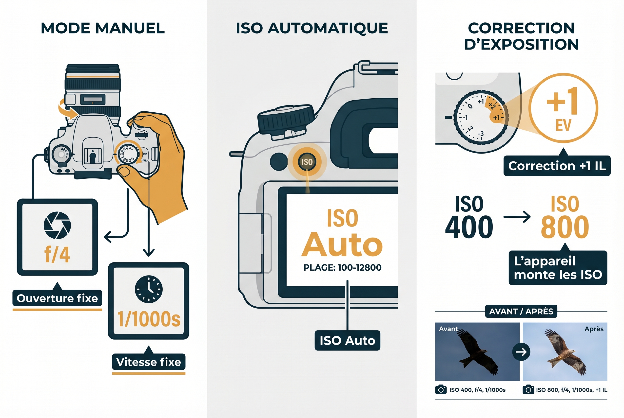 Correction d’exposition : comment l’utiliser et être créatif 23 Infographie pédagogique expliquant la correction d'exposition (+1 IL) en mode manuel avec ISO Auto : passage de l'ISO 400 à 800 pour éclaircir un oiseau en vol.