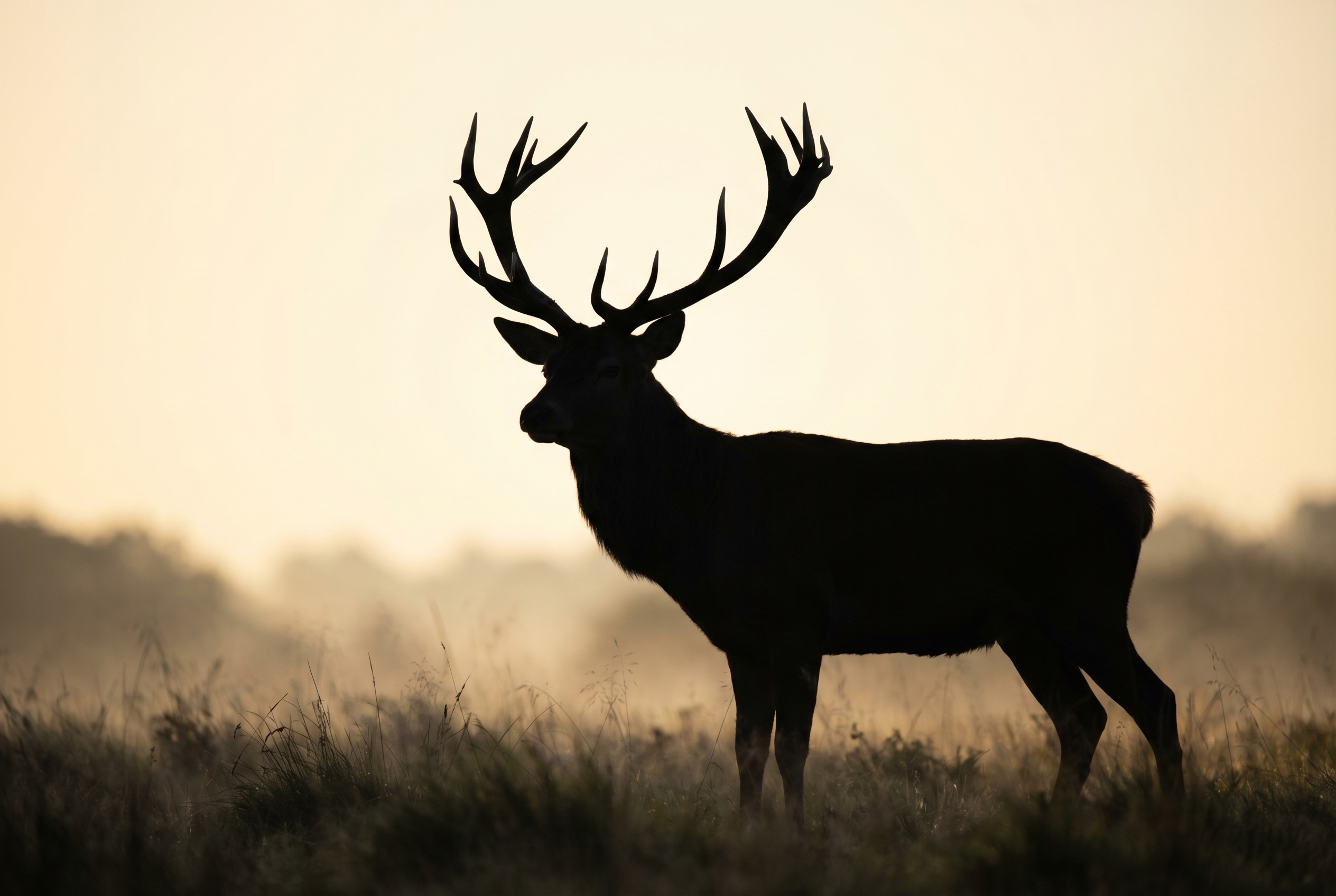Silhouette de cerf élaphe à l'aube dans la brume, base idéale pour une création en double exposition.