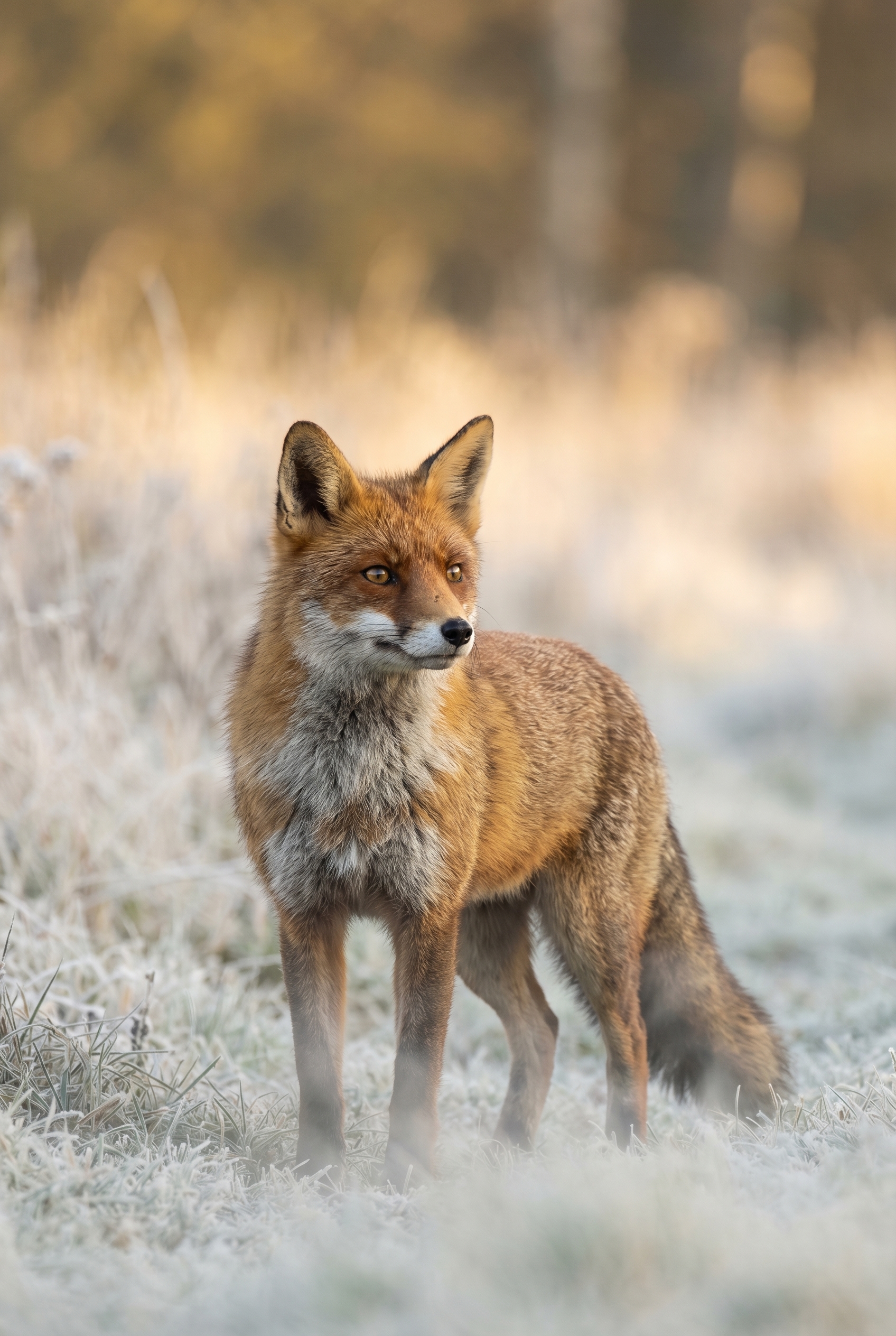 Un renard roux aux aguets dans une prairie givrée au lever du soleil, illustrant l'art de photographier le renard avec une mise au point précise sur l'œil.