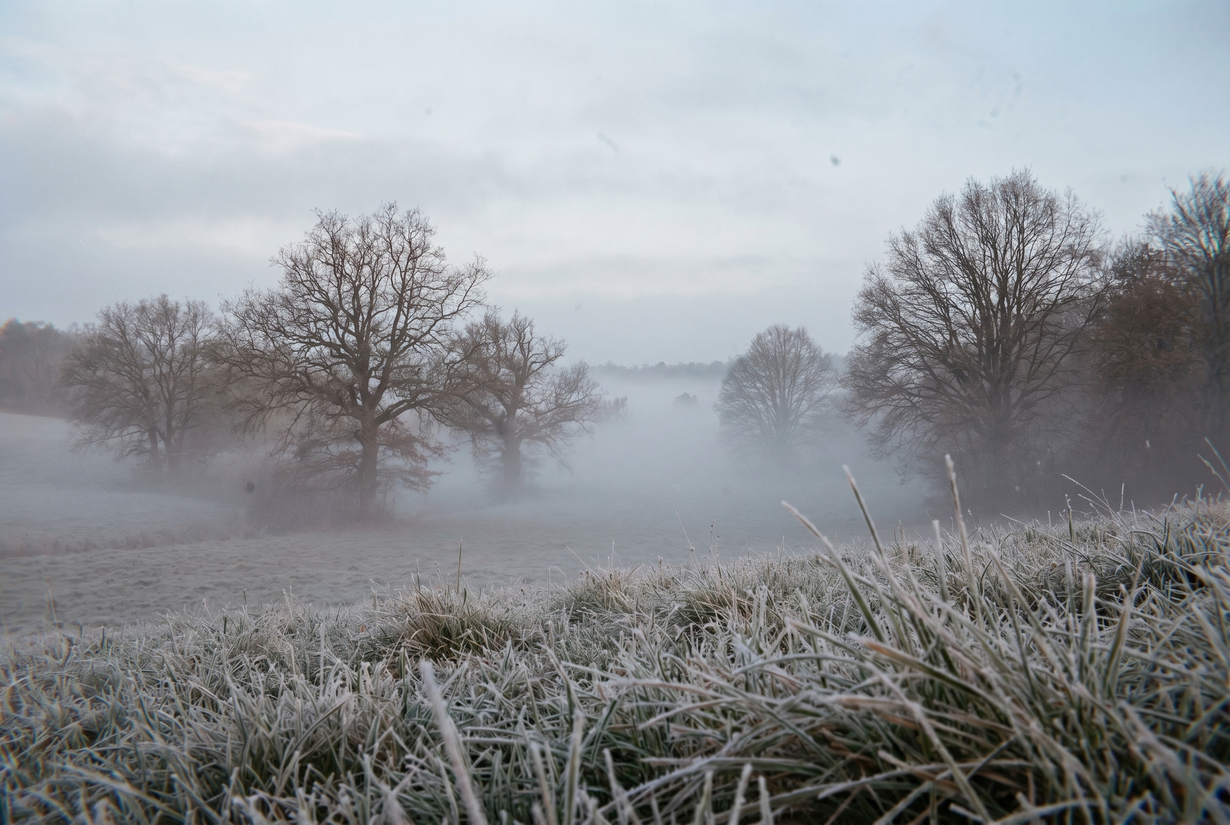Paysage de campagne en Haute-Marne sous la brume matinale de novembre, illustrant l'ambiance sauvage du festival de Montier-en-Der.