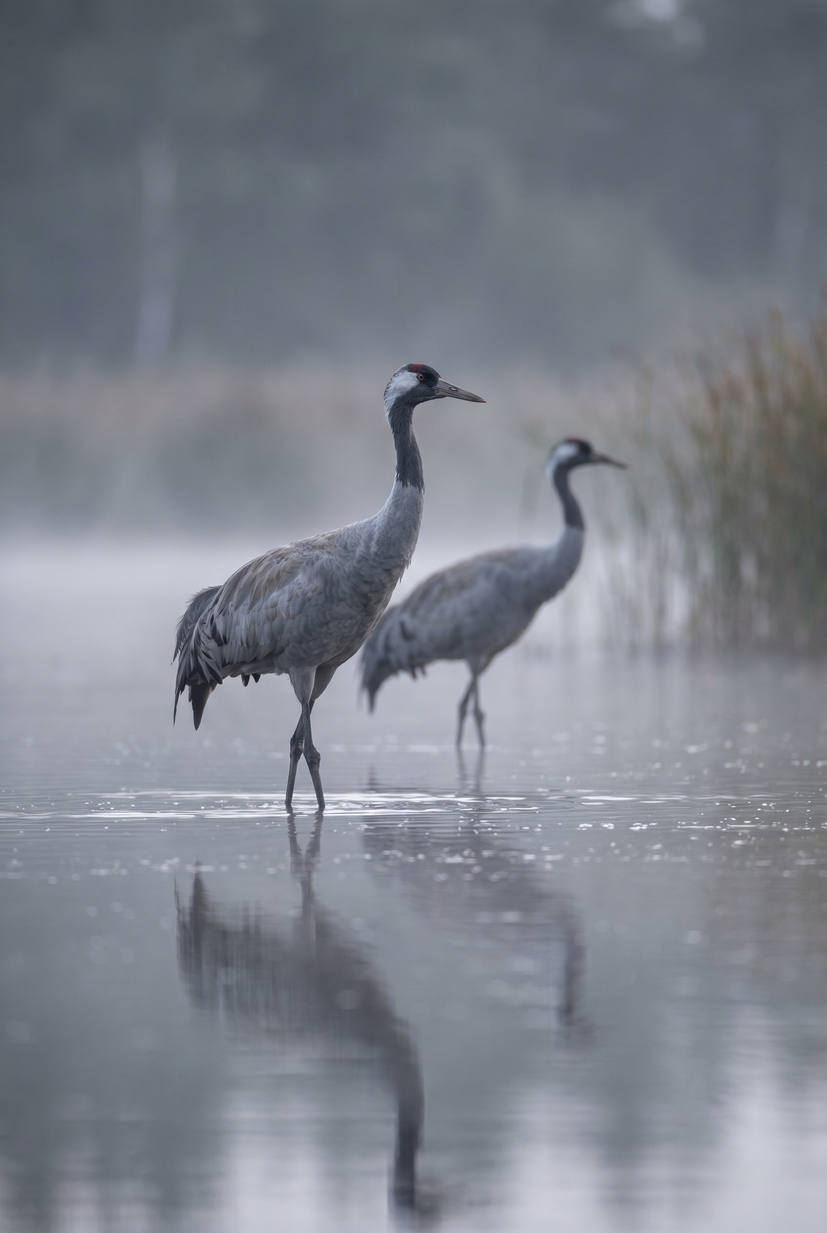 Couple de grues cendrées dans l'eau brumeuse à l'aube, un sujet emblématique pour les photographes au festival de Montier-en-Der.