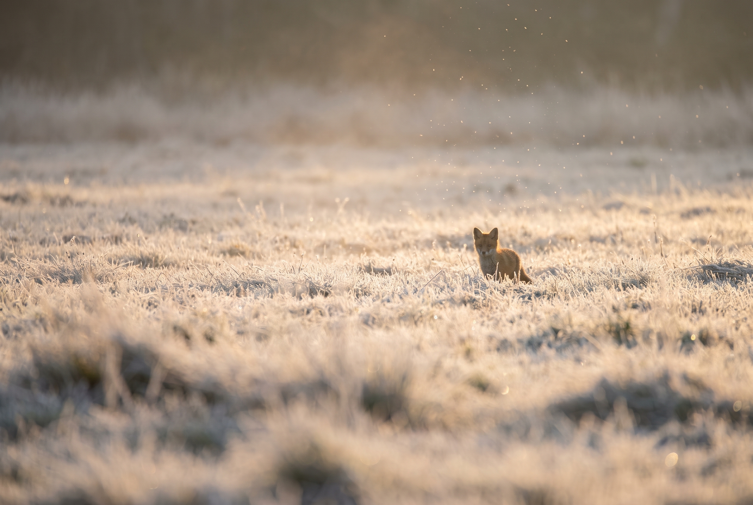 Focale fixe ou zoom : que choisir pour la photo ? 22 Un renard roux minuscule dans une vaste prairie givrée au lever du soleil, illustrant la frustration d'une focale fixe ou zoom insuffisante en photographie animalière.