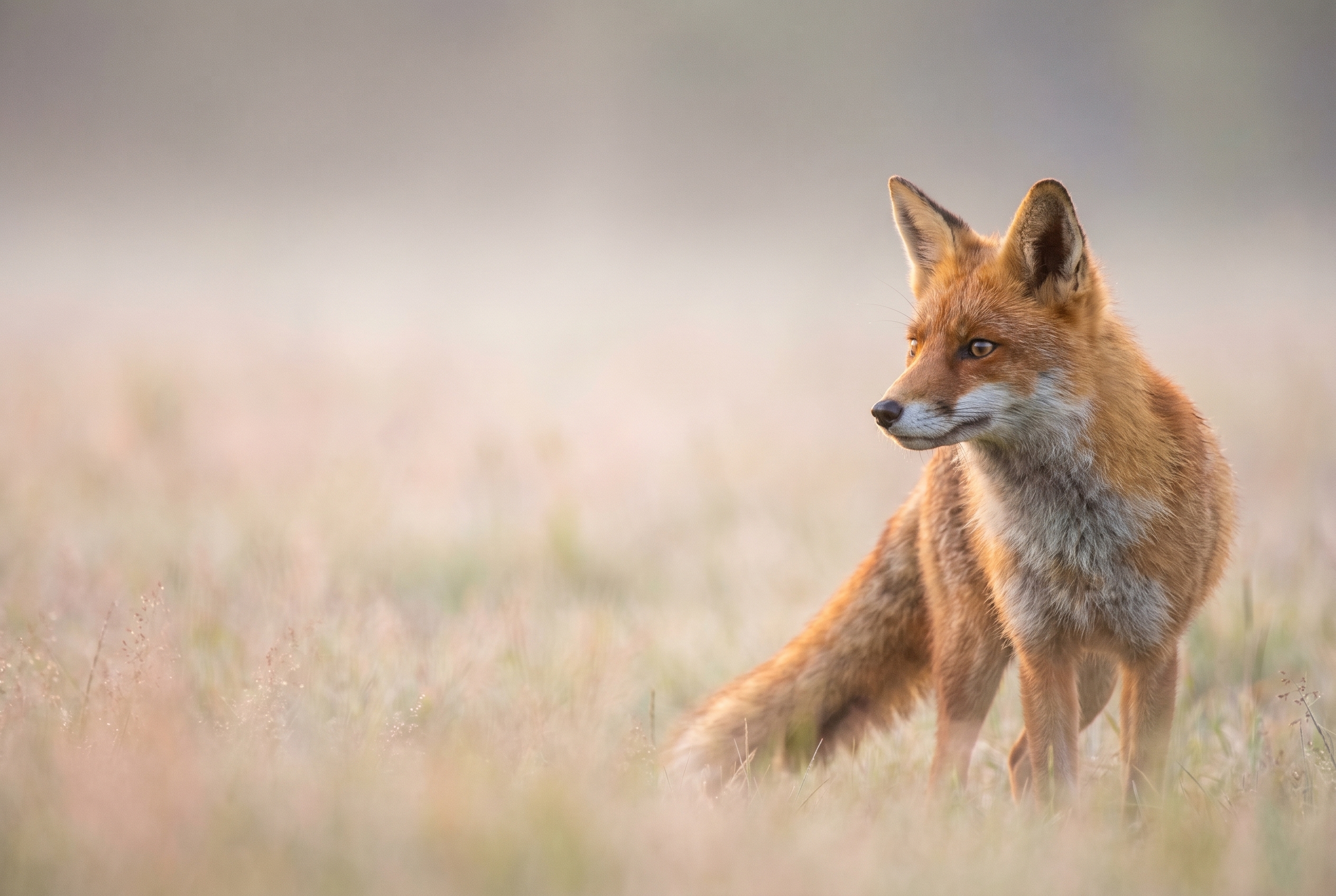 Photographie animalière d'un renard roux dans la brume matinale avec un contre-jour doré, capturée dans l'esprit du festival de Montier-en-Der.