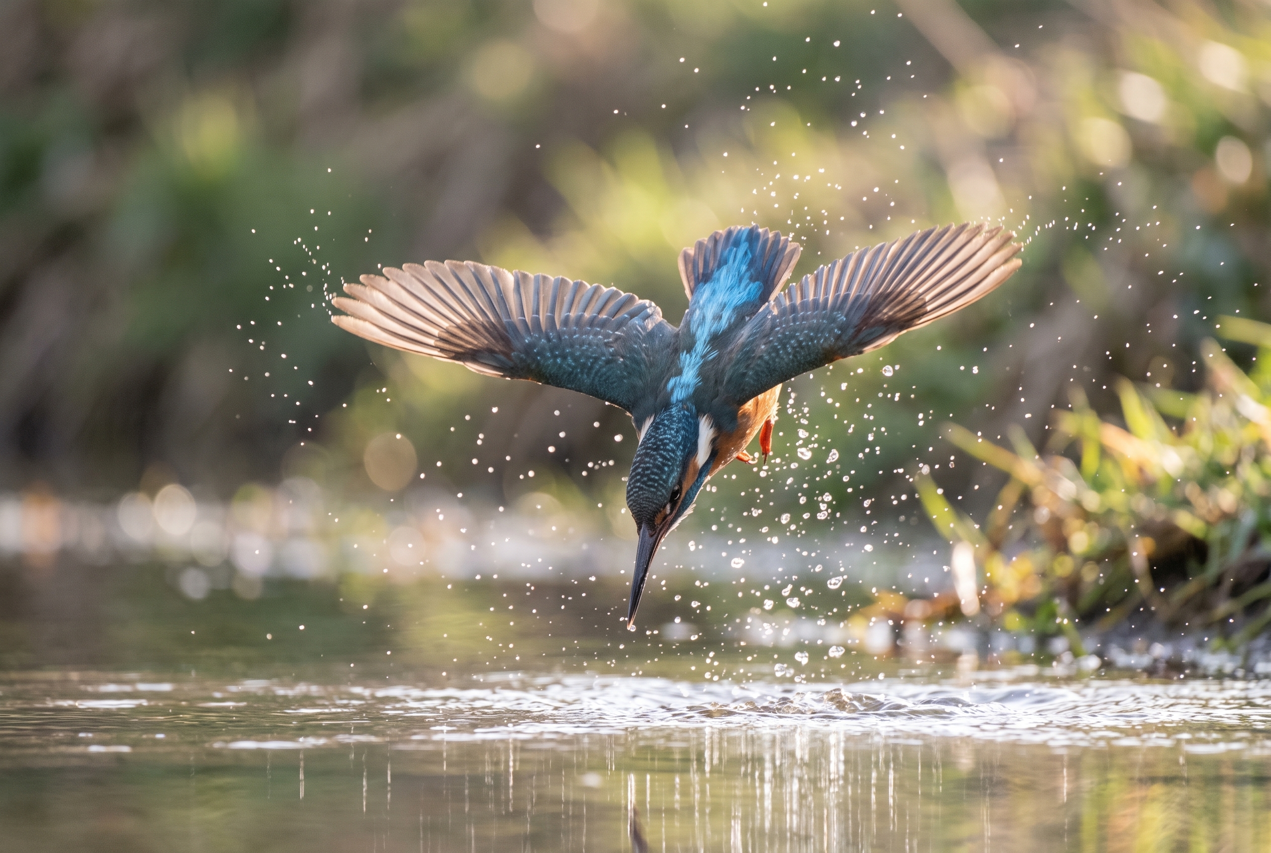 Martin-pêcheur saisi en plein plongeon avec un réglage d'appareil photo favorisant une vitesse d'obturation rapide pour figer les gouttes d'eau.