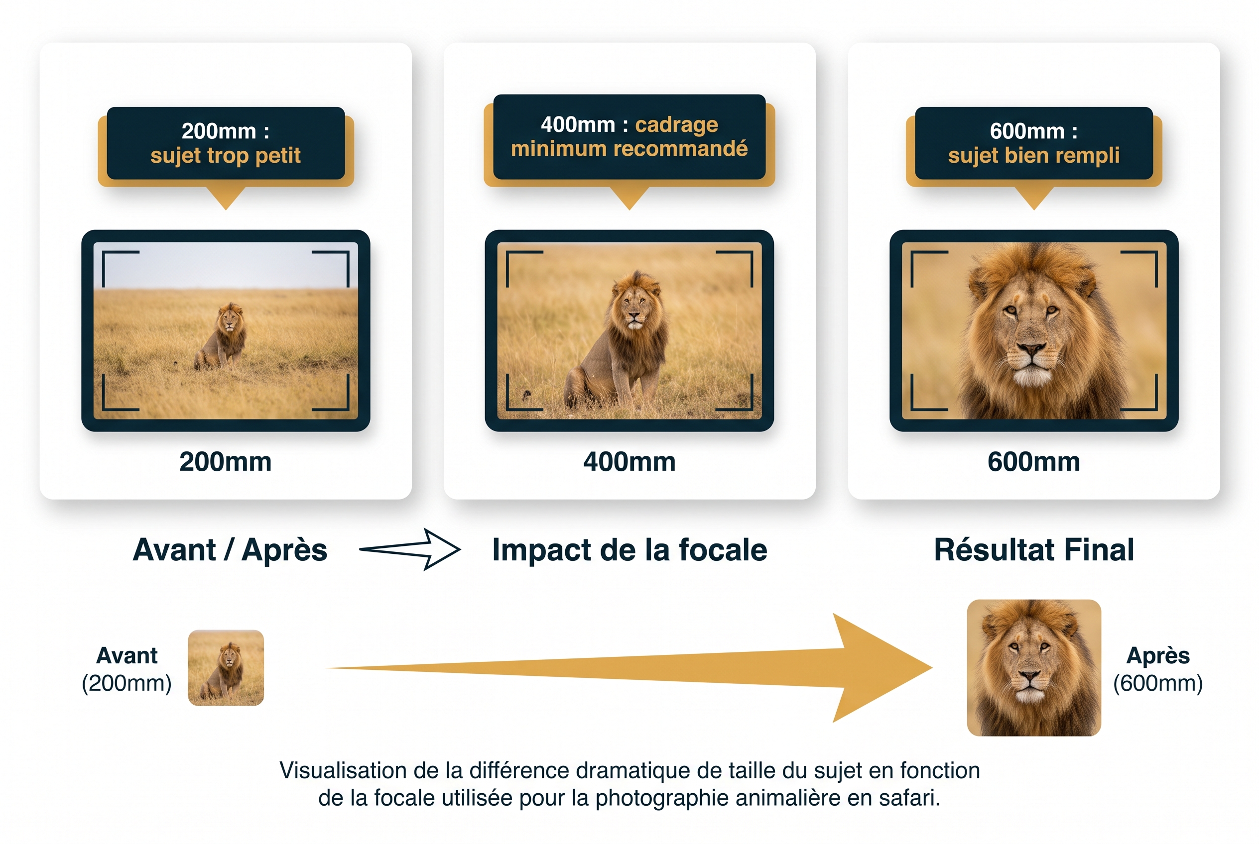 Réussir son safari photo : le bon matériel et les erreurs à éviter 21 Infographie comparative montrant l'impact de la focale sur le cadrage d'un lion à 50 mètres lors d'un safari photo : 200mm, 400mm et 600mm.