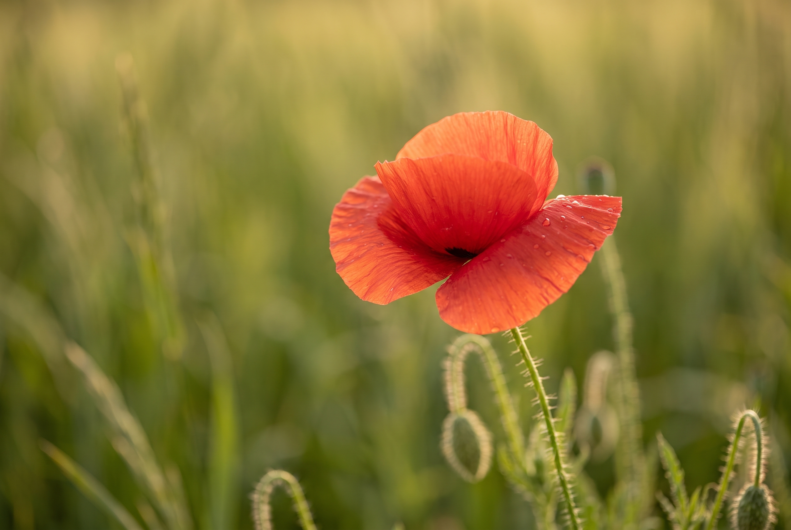 Gros plan d'un coquelicot rouge avec un flou d'arrière-plan (bokeh) prononcé, illustrant l'utilisation du mode priorité ouverture à f/2.8.