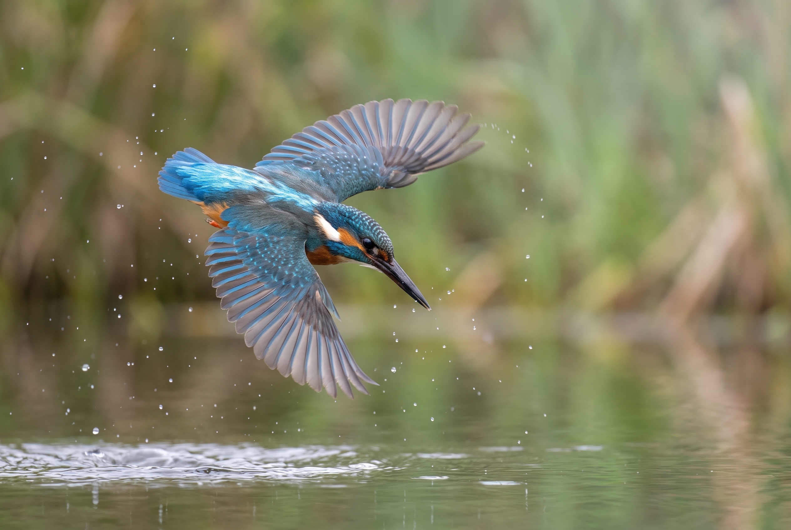 Martin-pêcheur en plein plongeon au-dessus d'un étang, illustrant la gestion du flou d'arrière-plan grâce au mode priorité ouverture.