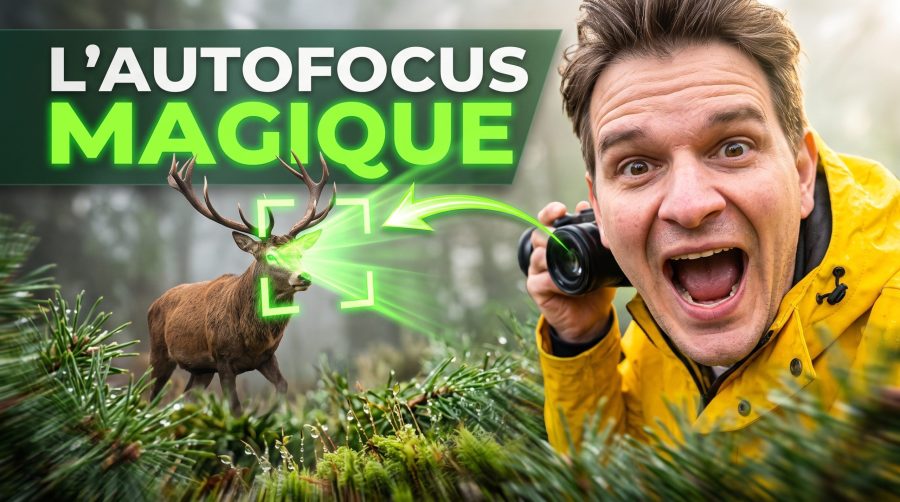 autofocus-photographie-animaliere-cerf
