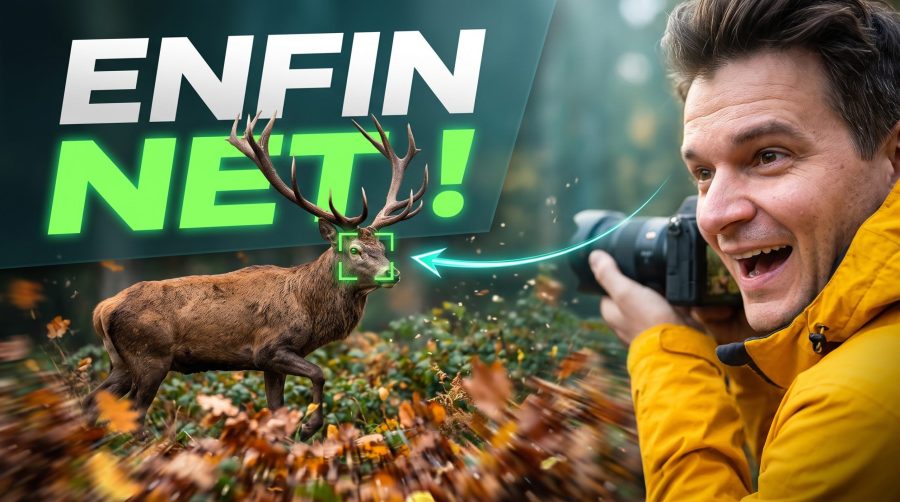 photo-animaliere-nette-cerf
