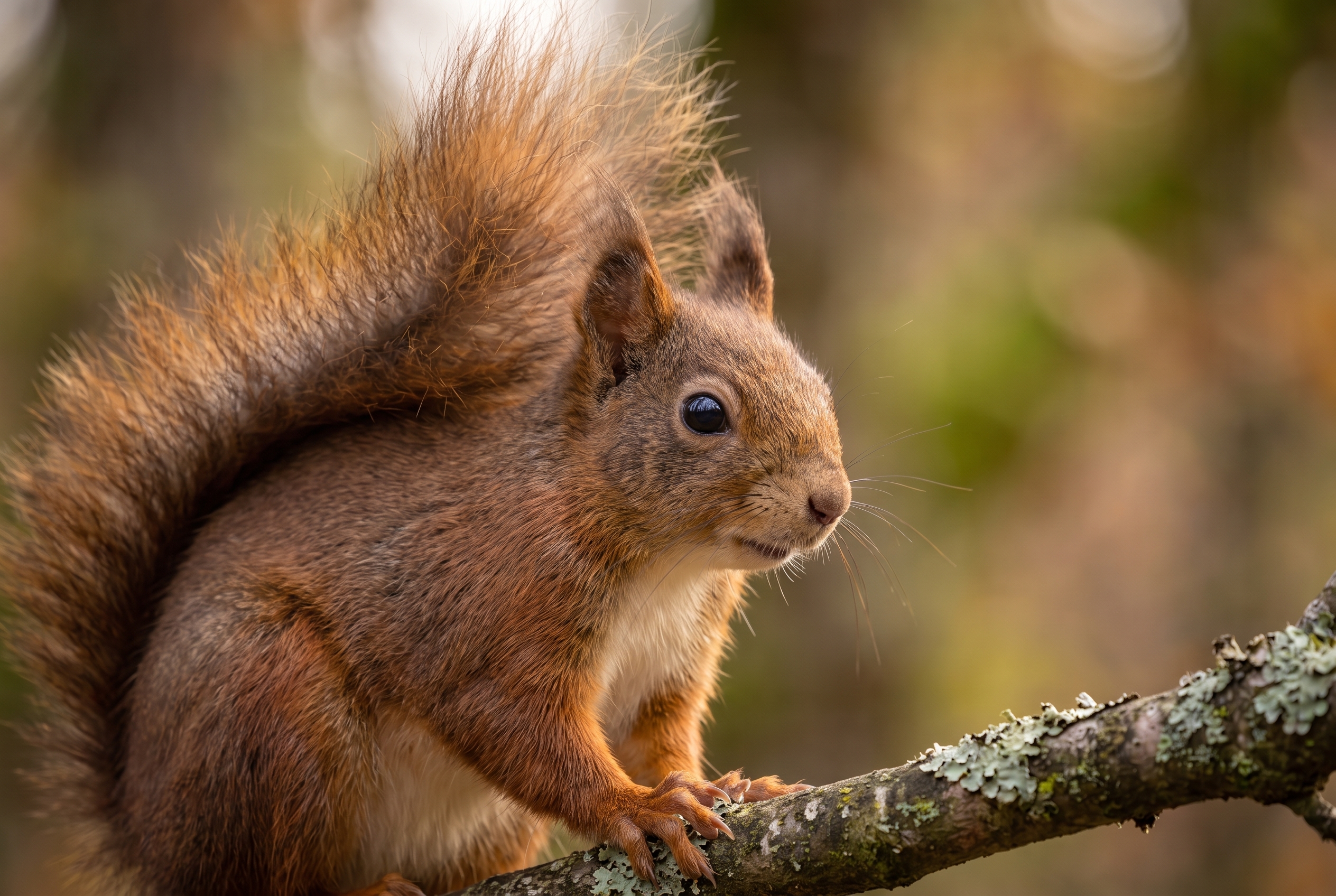 Gros plan net d'un écureuil roux sur une branche moussue en forêt, illustrant la précision de l'autofocus lors du test du Canon R8 Mark II.