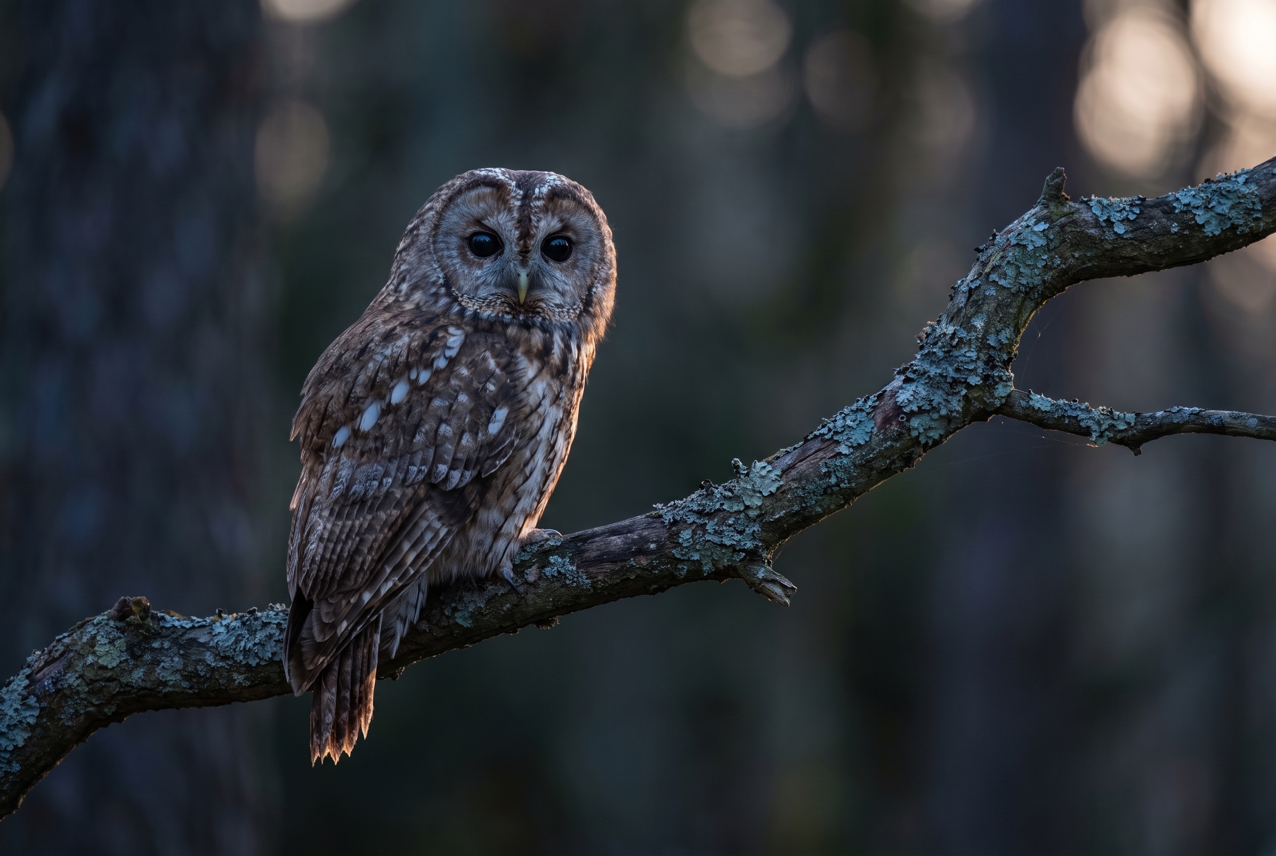 Chouette hulotte perchée sur une branche de chêne au crépuscule, illustrant la précision de l'autofocus et la gestion des ISO du Canon R8 Mark II.