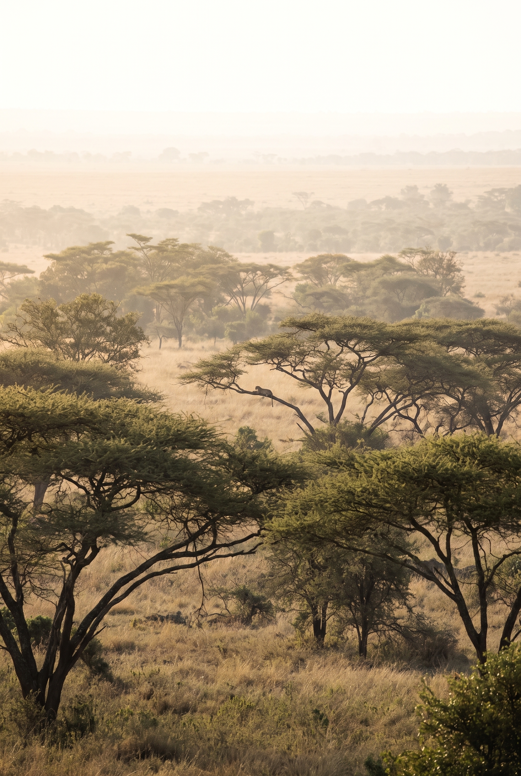 Réussir son safari photo : le bon matériel et les erreurs à éviter 20 Un léopard aperçu de très loin sur une branche d'acacia dans la savane africaine, illustrant le besoin d'un téléobjectif pour le safari photo.