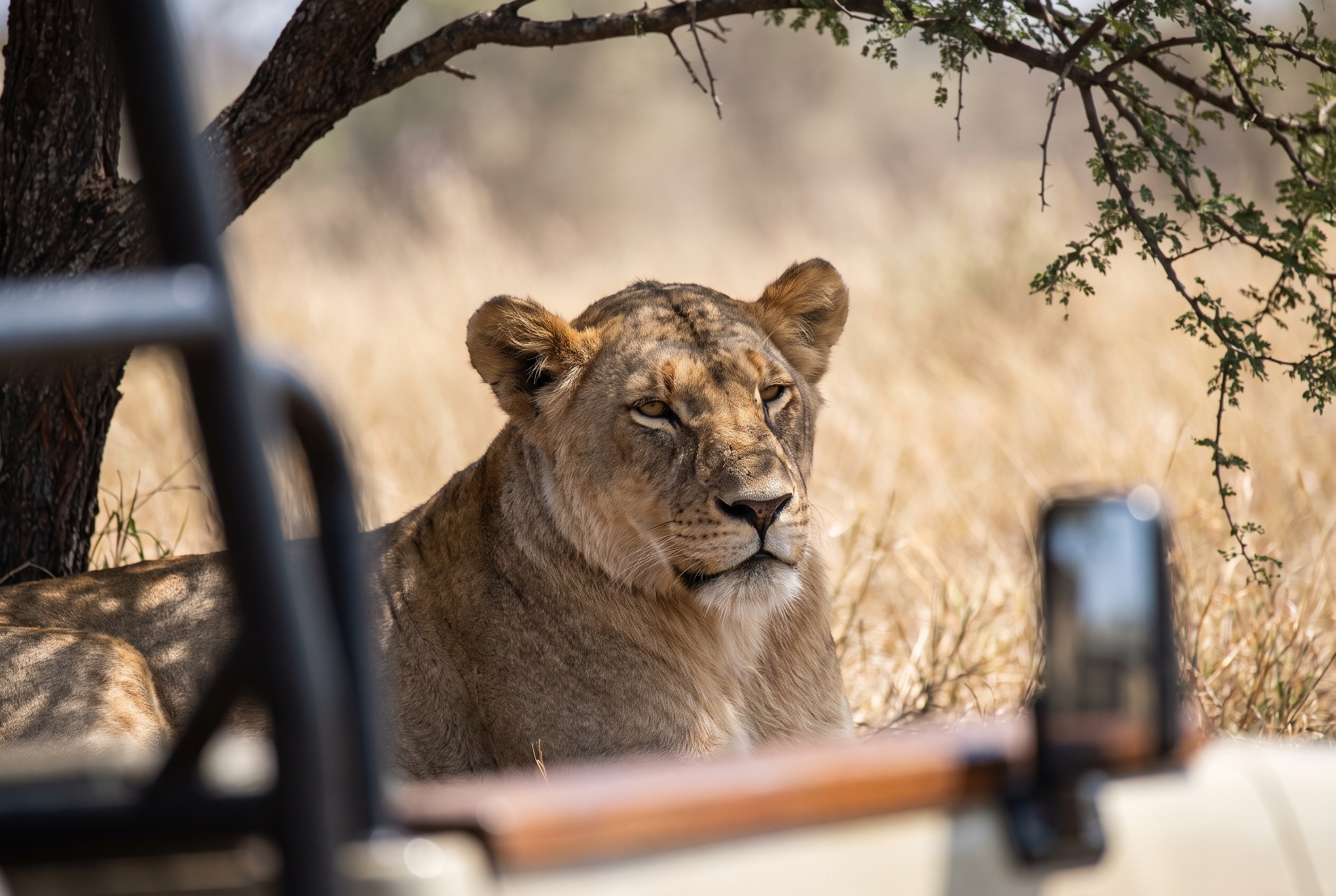Réussir son safari photo : le bon matériel et les erreurs à éviter 25 Photographie d'une lionne à l'ombre d'un acacia au Parc Kruger en Afrique du Sud, prise lors d'un safari photo.