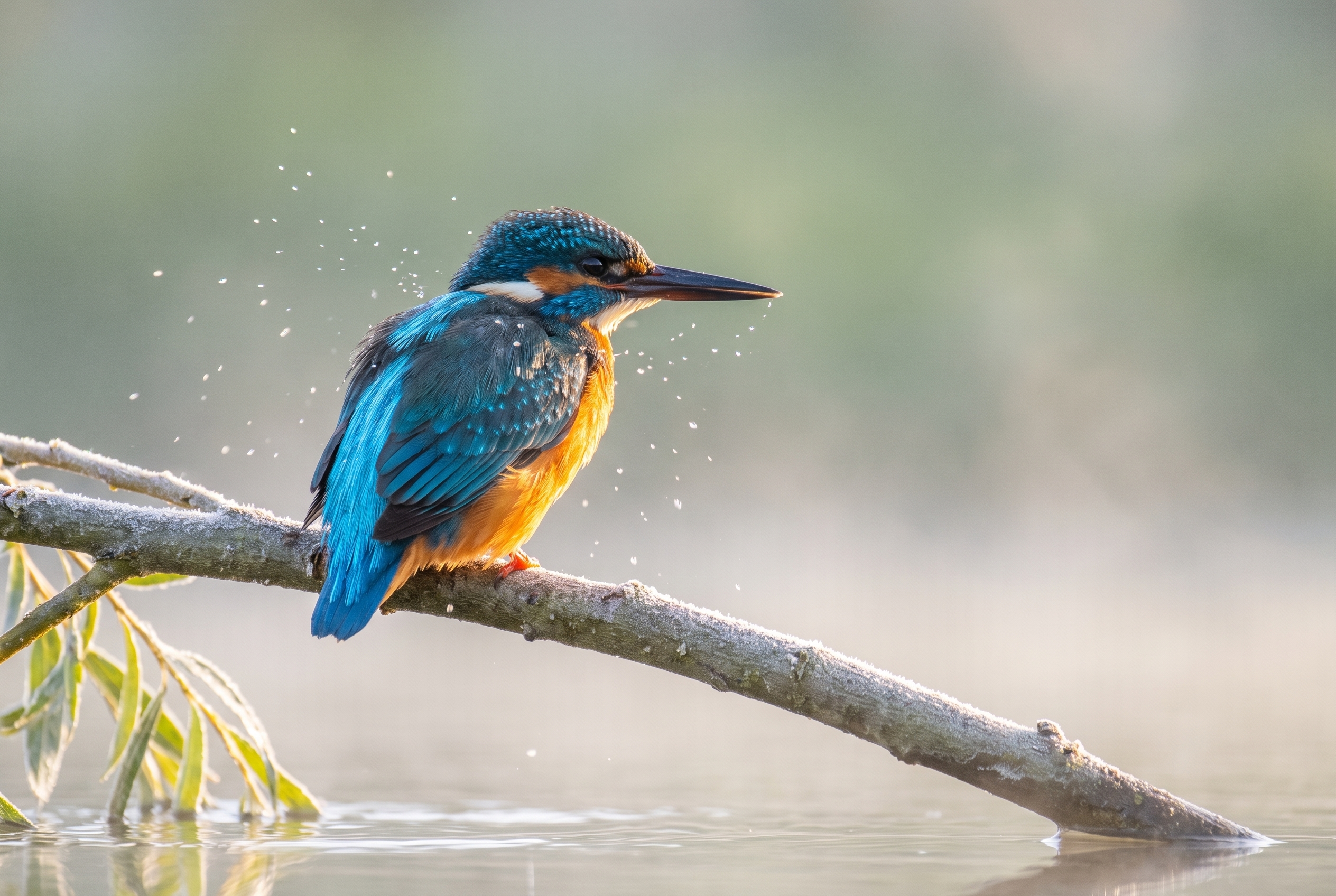 Martin-pêcheur photographié avec un Canon R6 et objectif RF 600mm f/4L, montrant la précision du piqué sur les plumes.
