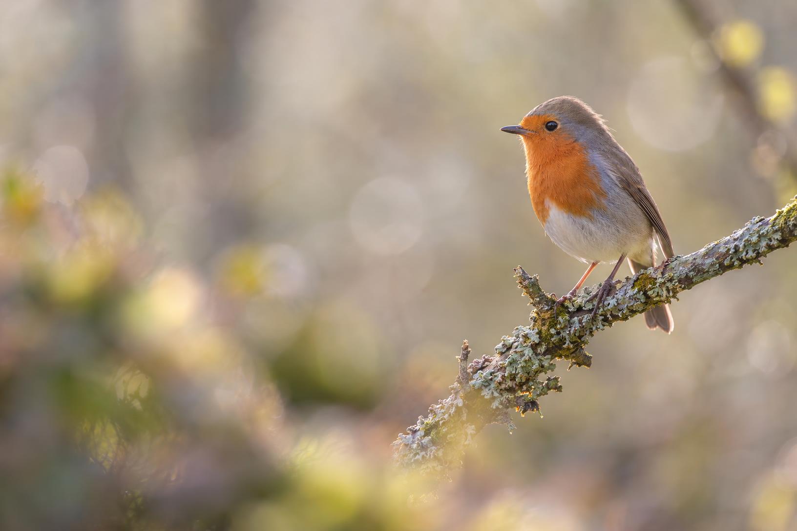 Photographie d'un rouge-gorge familier sur une branche illustrant des astuces photos de composition et de flou d'arrière-plan.
