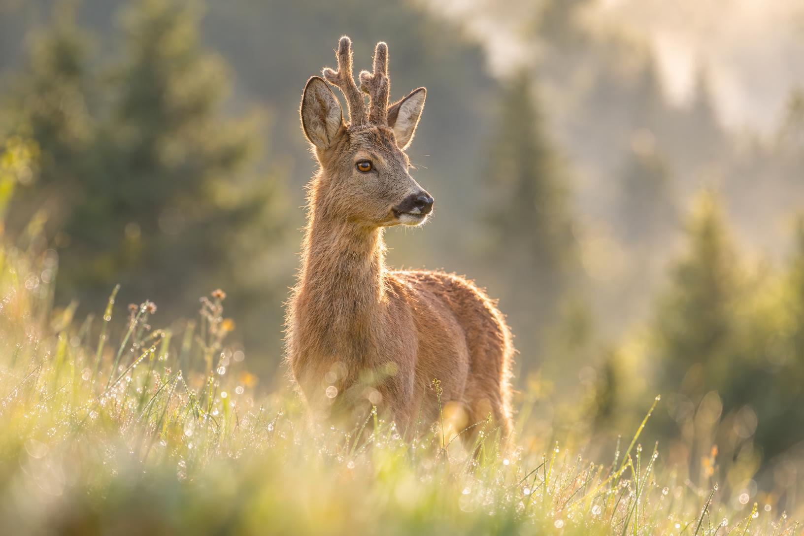 Photographie animalière d'un brocard à l'orée d'un bois au lever du soleil, illustrant des astuces photos sur la gestion de la lumière et du flou d'arrière-plan.