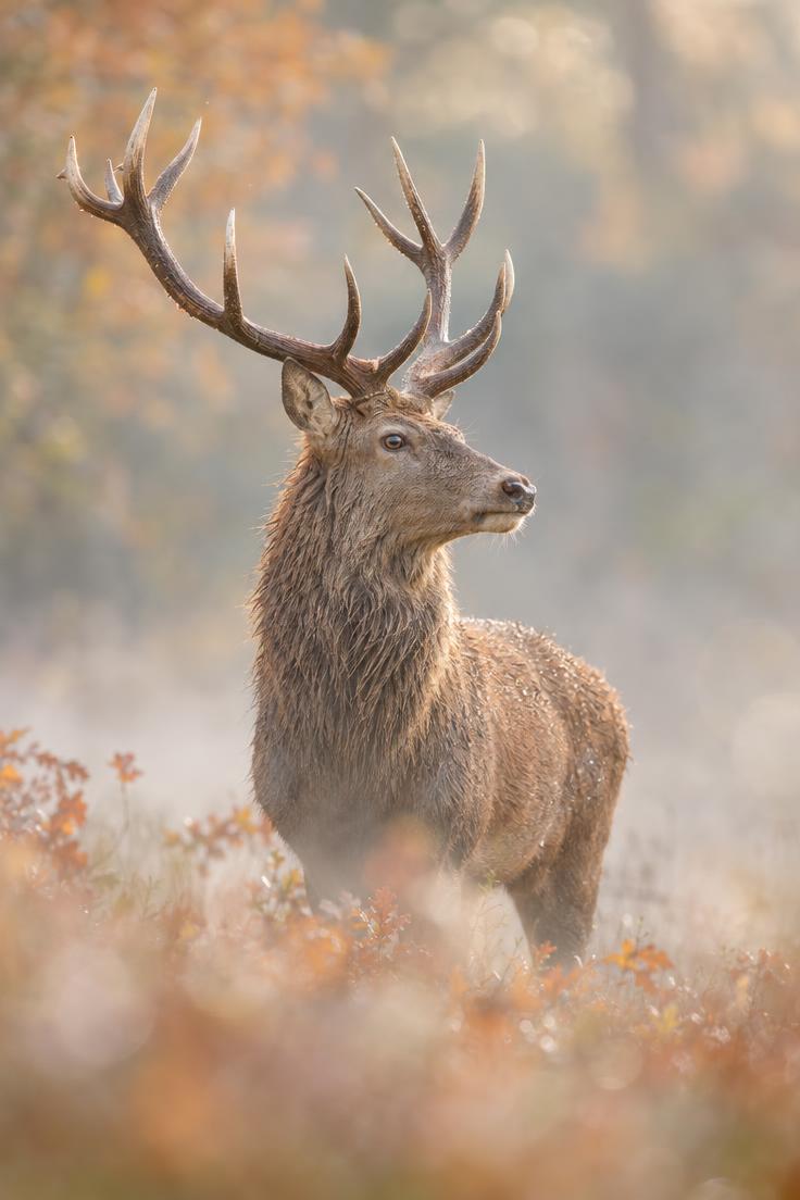 Photographie d'un cerf élaphe majestueux dans une forêt d'automne brumeuse, utilisée pour illustrer un tutoriel sur la résolution de l'erreur disque de travail saturé dans Photoshop.