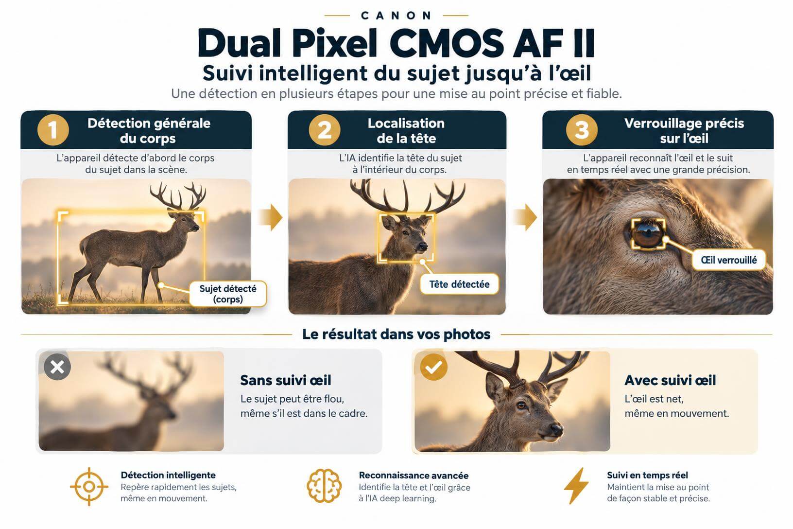 Schéma pédagogique du système d'autofocus Dual Pixel CMOS AF II du Canon R6 Mark III illustrant la détection du corps, de la tête et de l'œil sur un cerf.