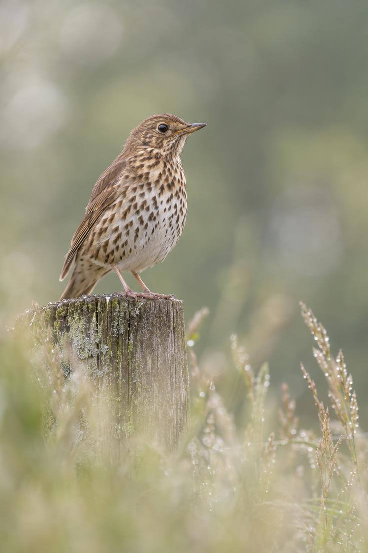 Photographie animalière d'une grive musicienne sur un piquet de clôture, illustrant la précision de l'autofocus lors du test du Canon R6 Mark III.