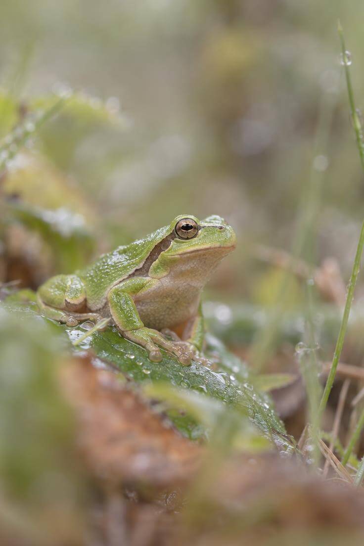 Photographie macro d'une rainette verte sur une feuille humide, réalisée lors du test du Fujifilm X-H2S en photo animalière.