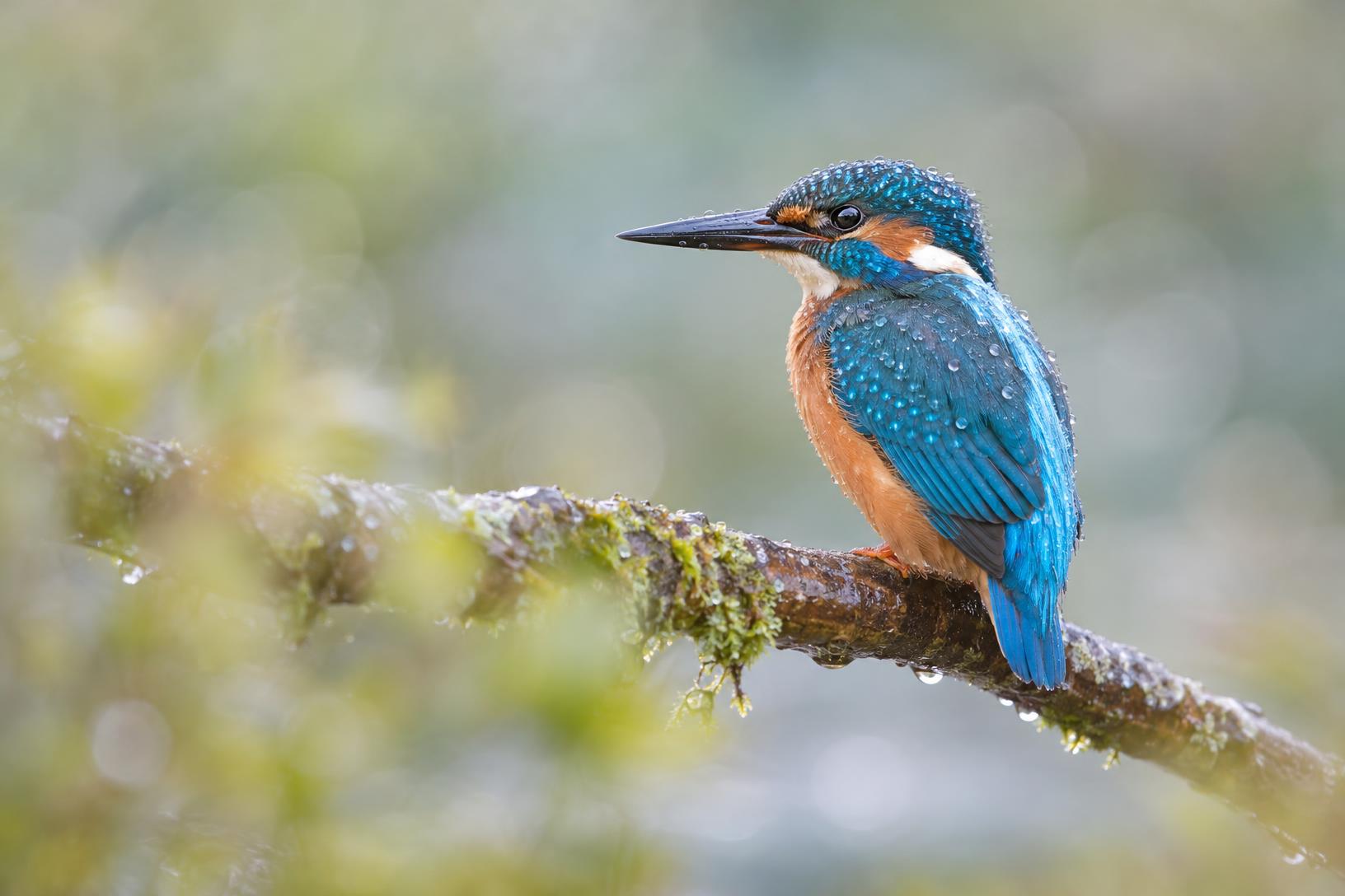 Photographie animalière d'un martin-pêcheur d'Europe sur une branche, illustrant un tutoriel pour résoudre l'erreur de disque de travail saturé dans Photoshop.