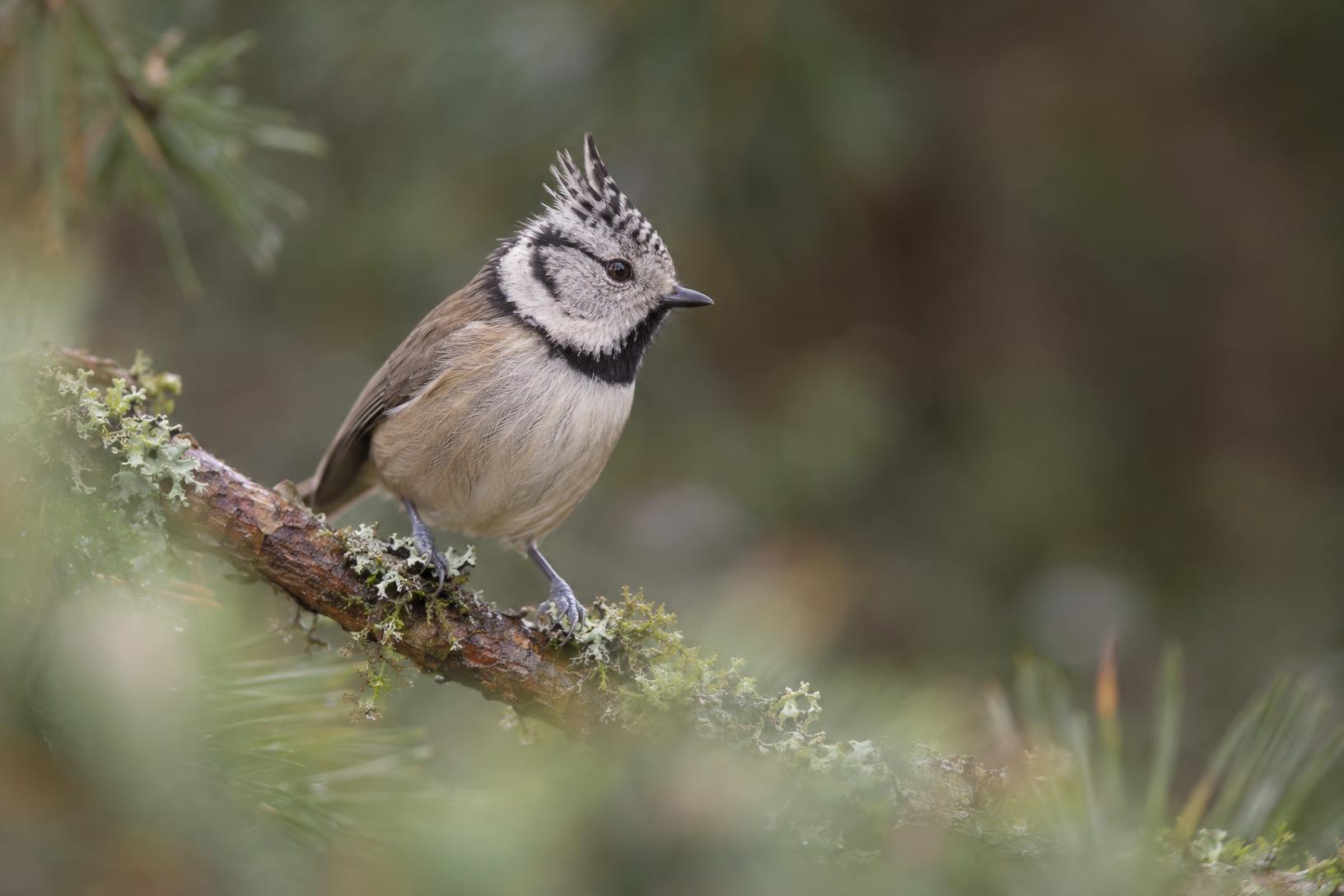 Photographie d'une mésange huppée sur une branche de pin, illustrant des astuces photos pour réussir sa mise au point et son bokeh.
